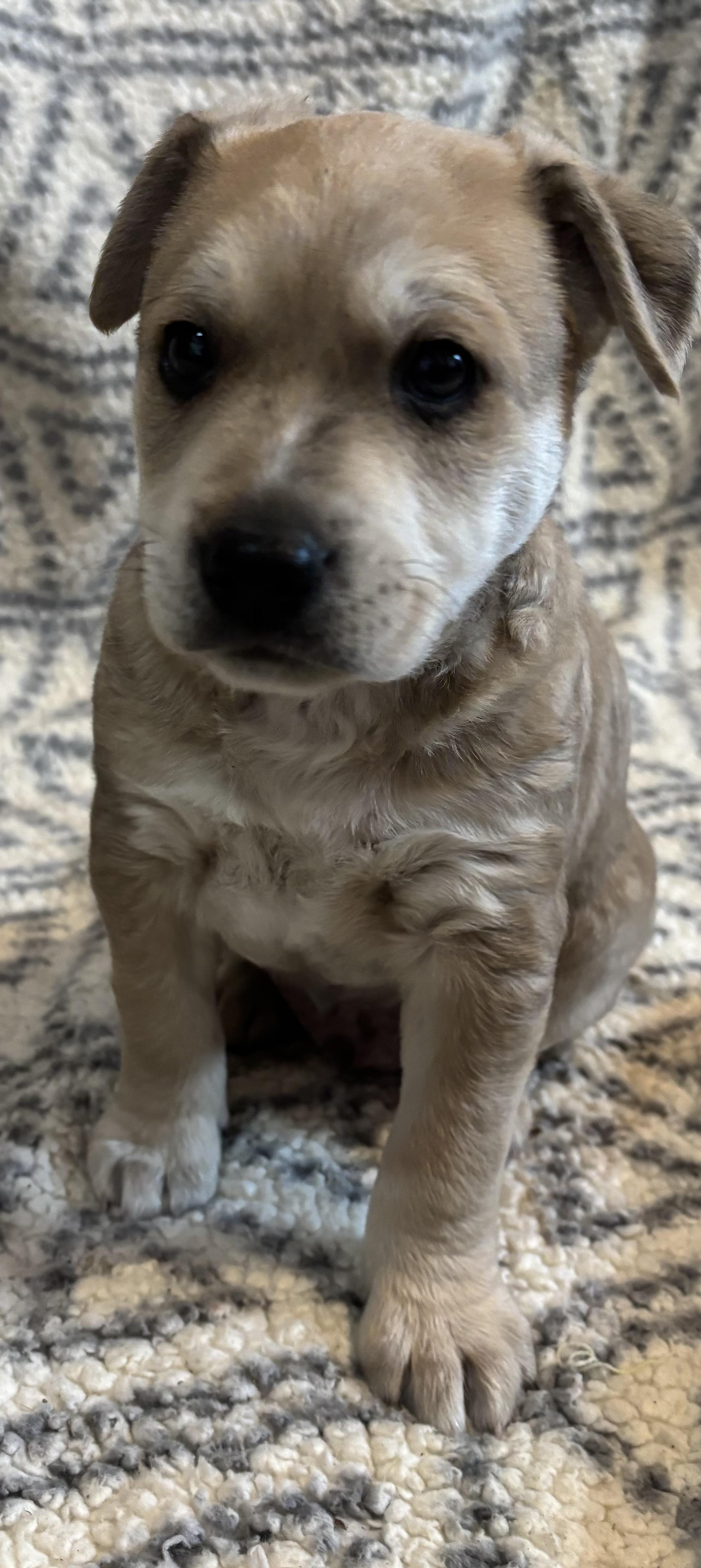 Enlarge Timmy, an adopted mixed breed in Nahunta, GA image 3/4