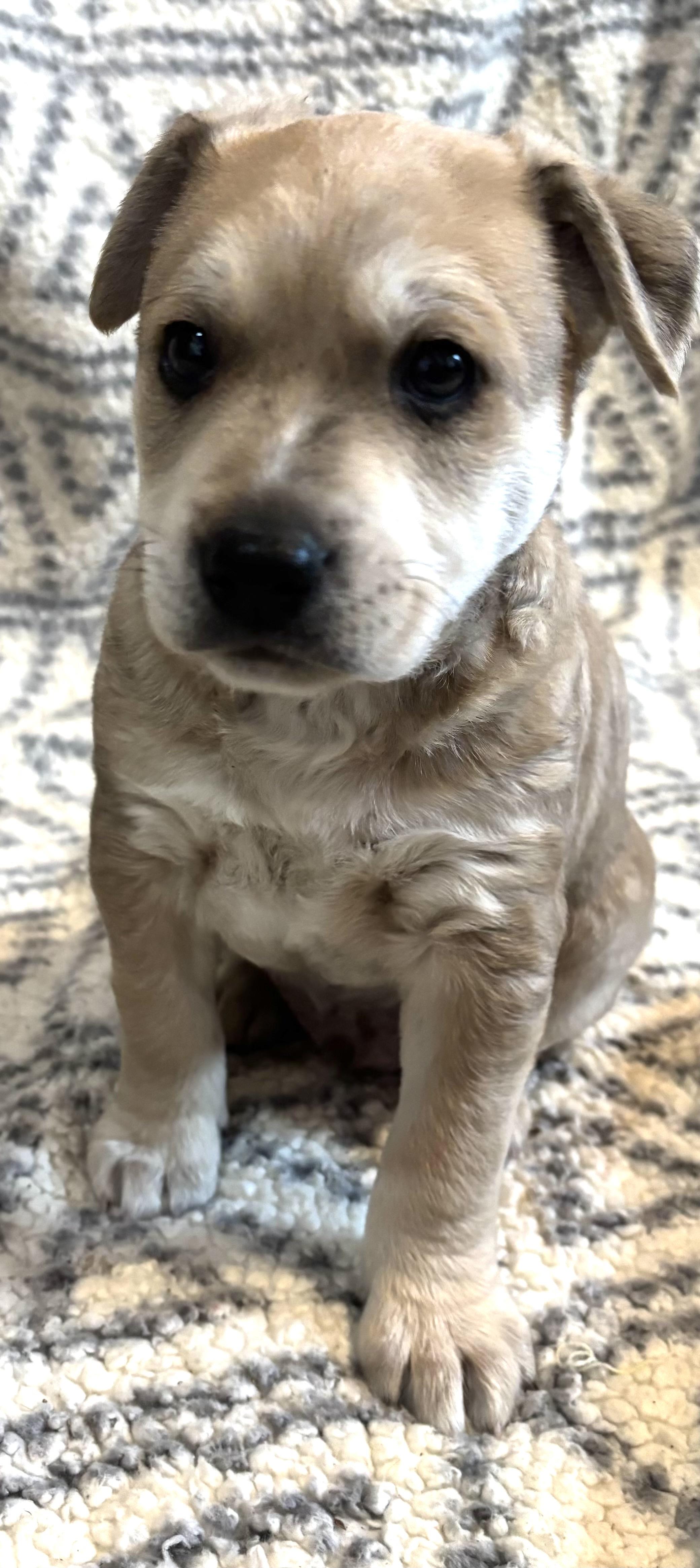 Enlarge Timmy, an adopted mixed breed in Nahunta, GA image 4/4