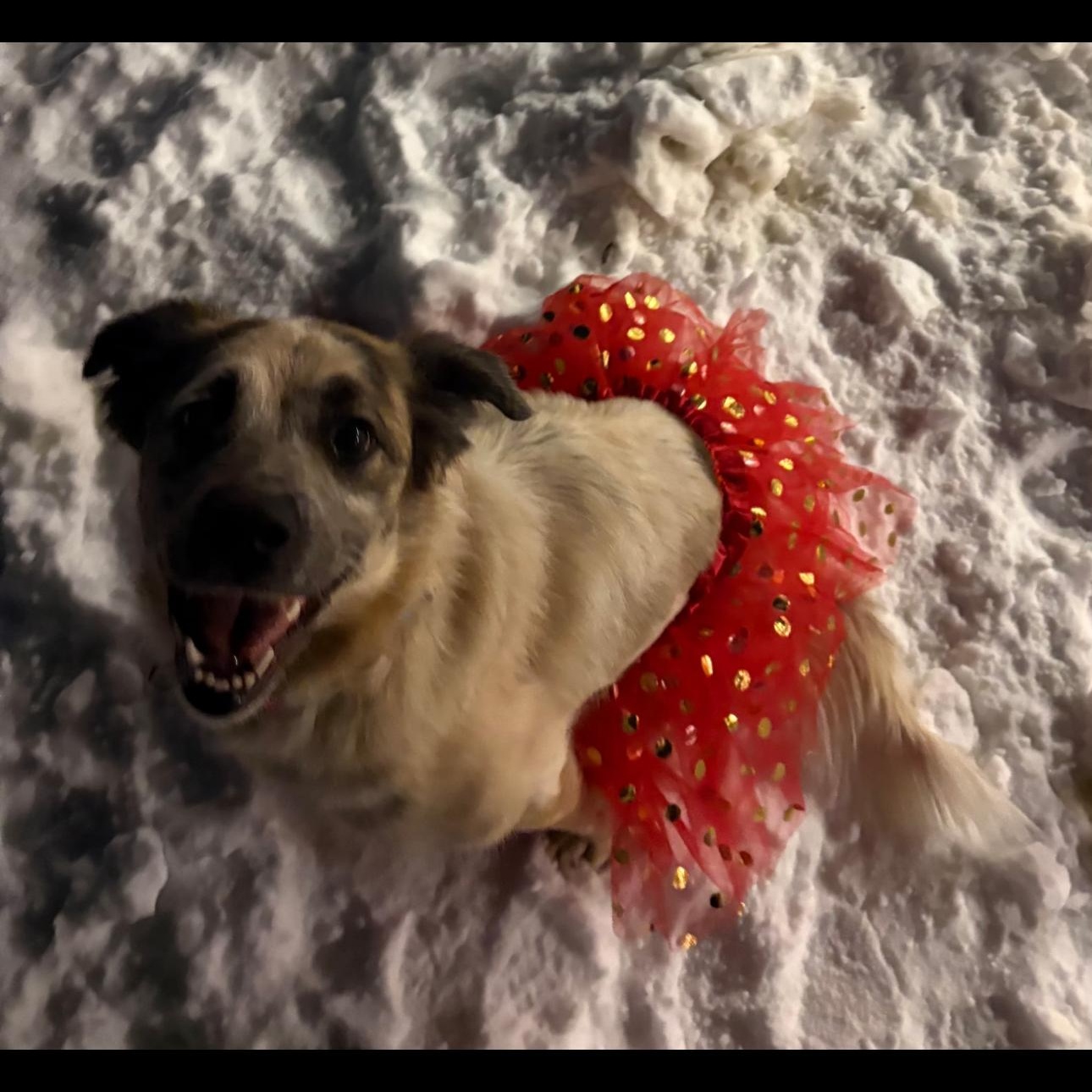 Enlarge Molly, a Adoptable mixed breed in Indiana, PA image 2/3