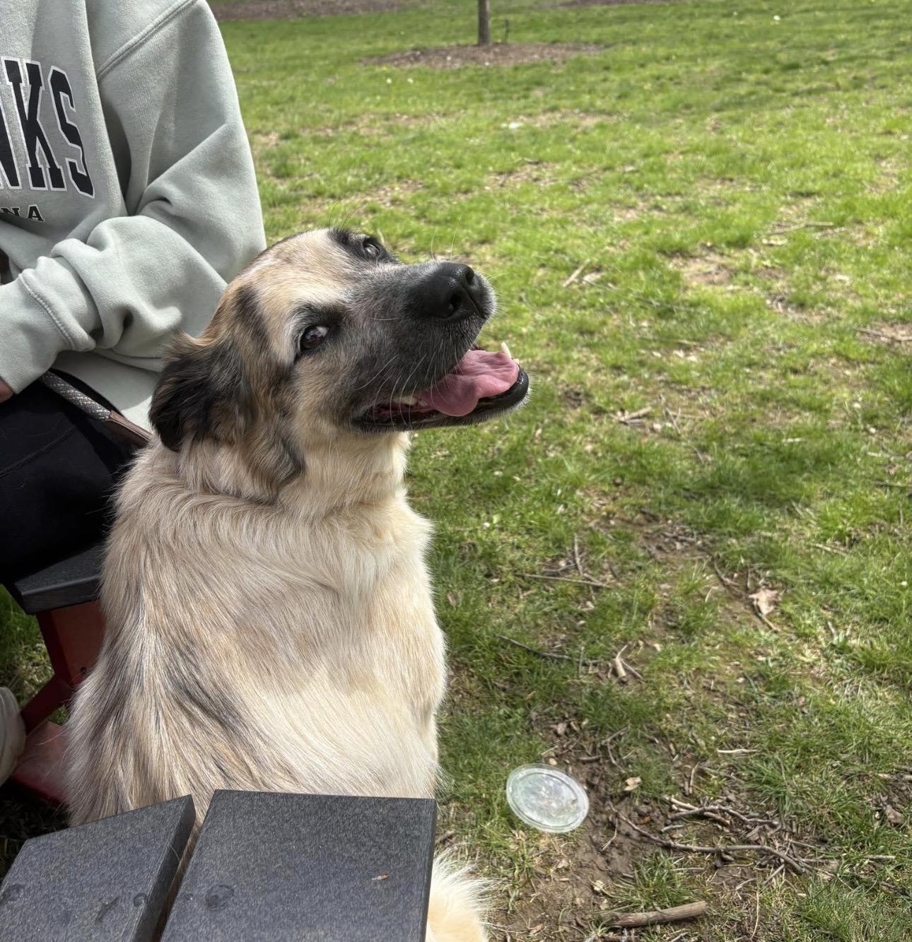 Molly, Adoptable, Adult Female Great Pyrenees.