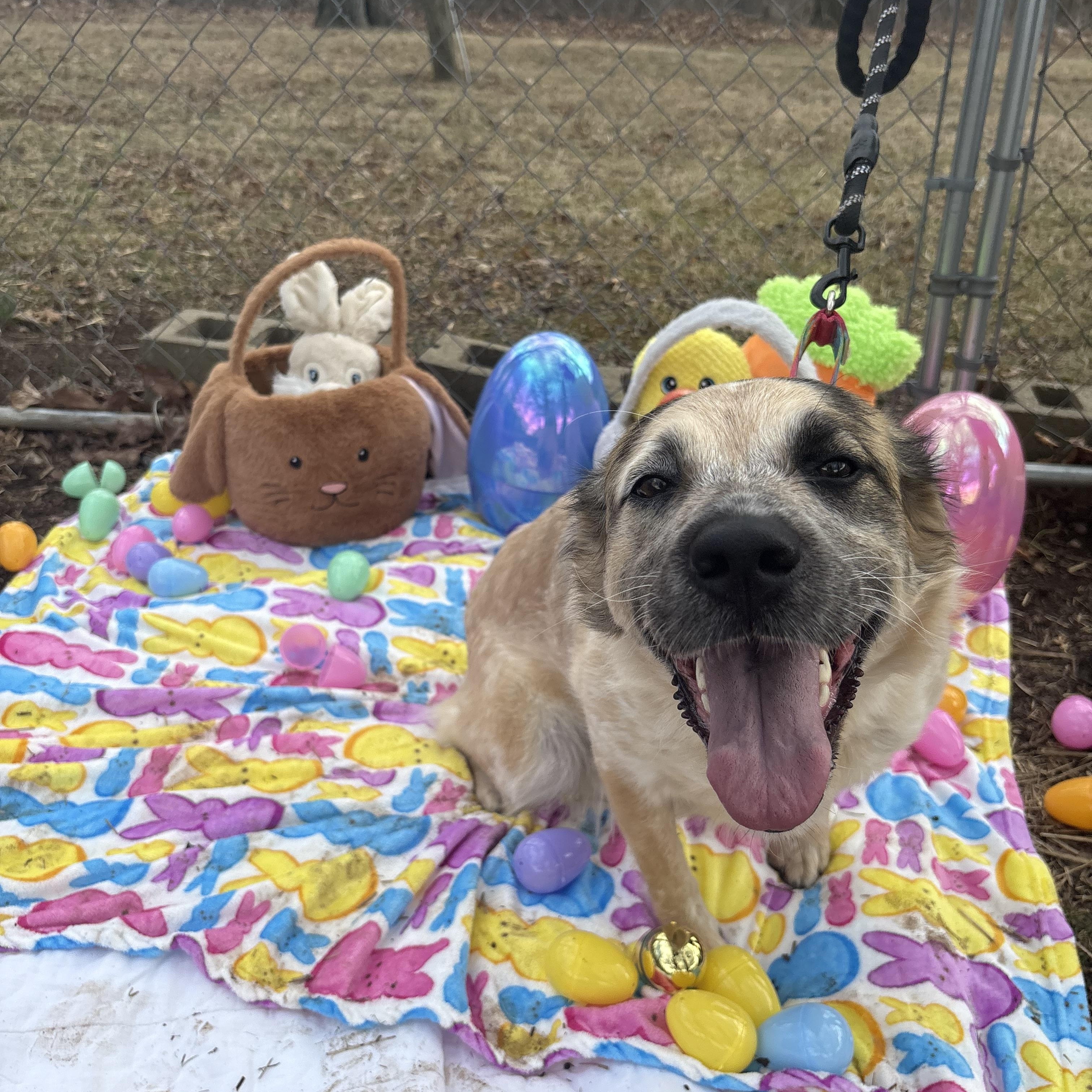 Enlarge Molly, a Adoptable mixed breed in Indiana, PA image 3/3