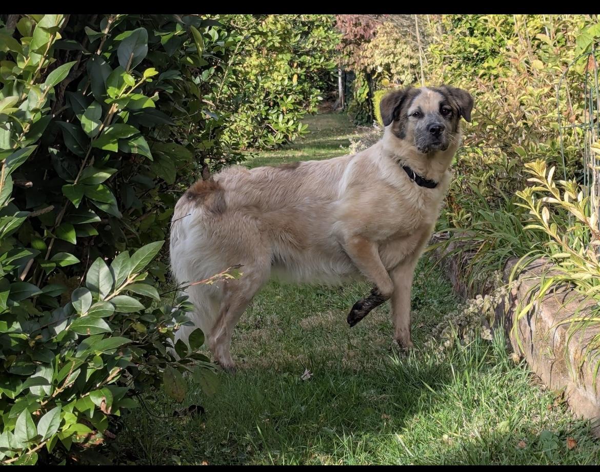 Molly, Adoptable, Adult Female Great Pyrenees.