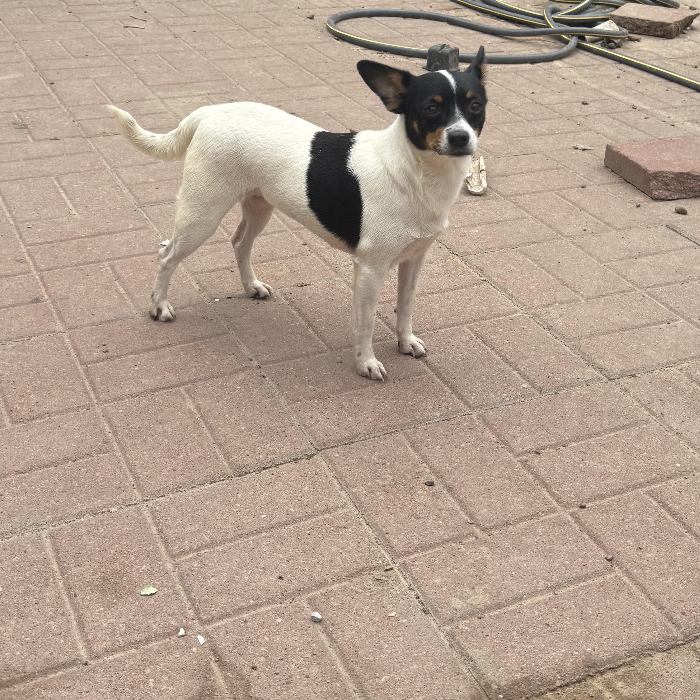 Molly