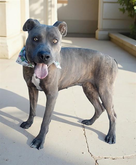 Enlarge ZARA, a Adoptable mixed breed in Baldwin Park, CA image 1/1