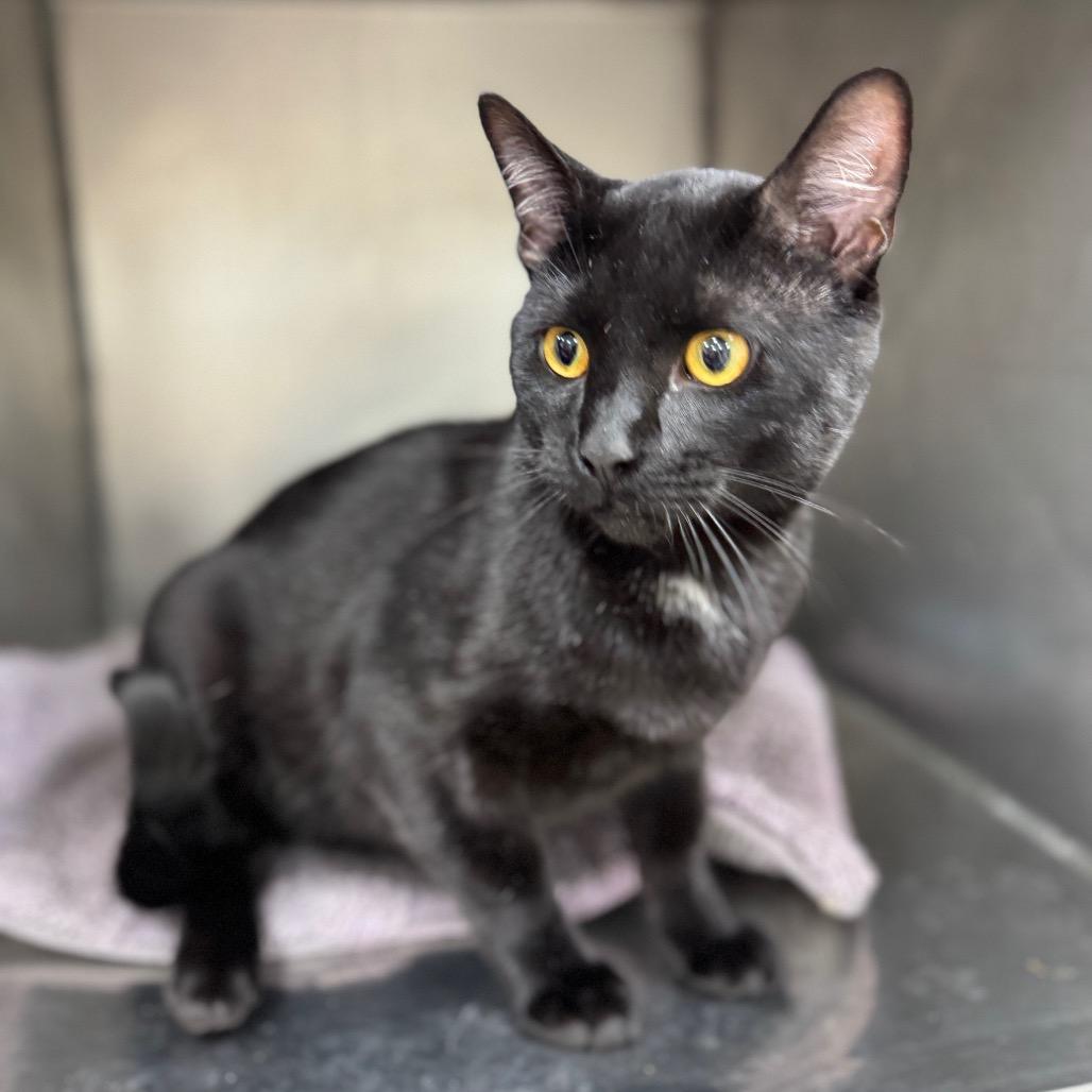 Enlarge Silas, a Adoptable Domestic Short Hair in Redwood Falls, MN image 1/1