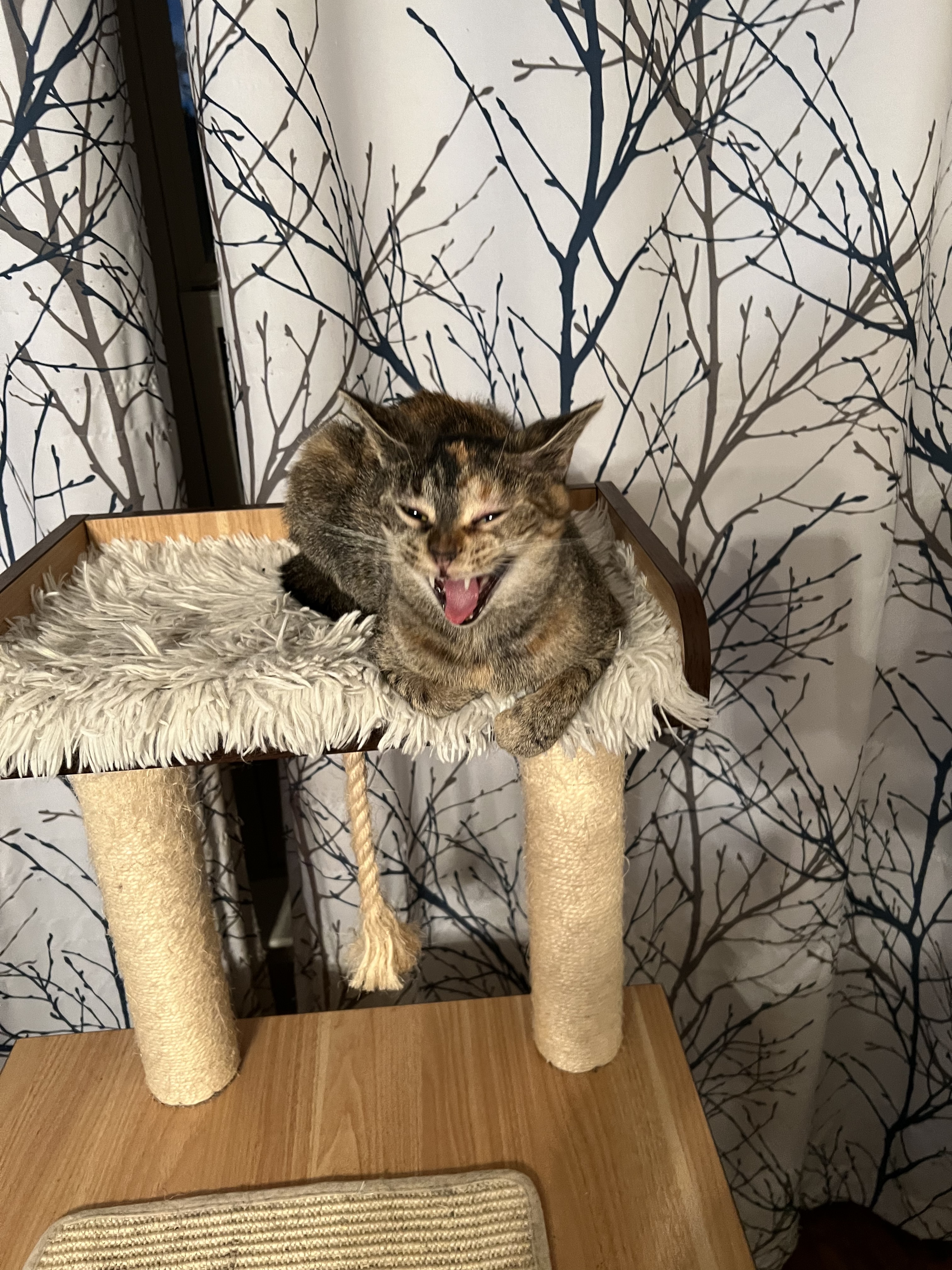 Lucy 2