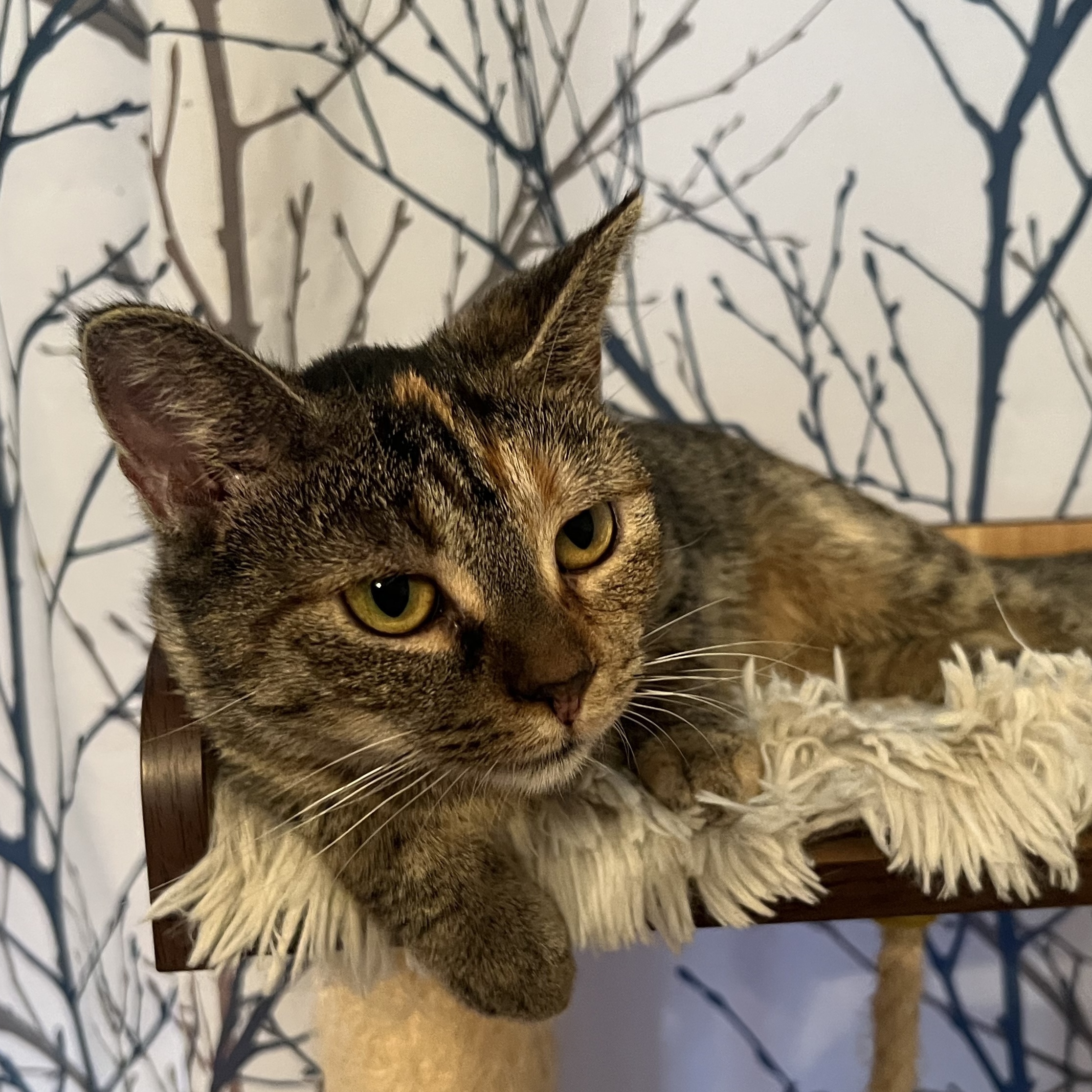 Lucy, Young Female unknown