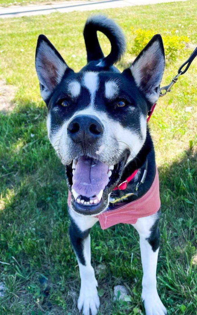 Olly, a Adoptable Husky in Racine, WI image 2/6