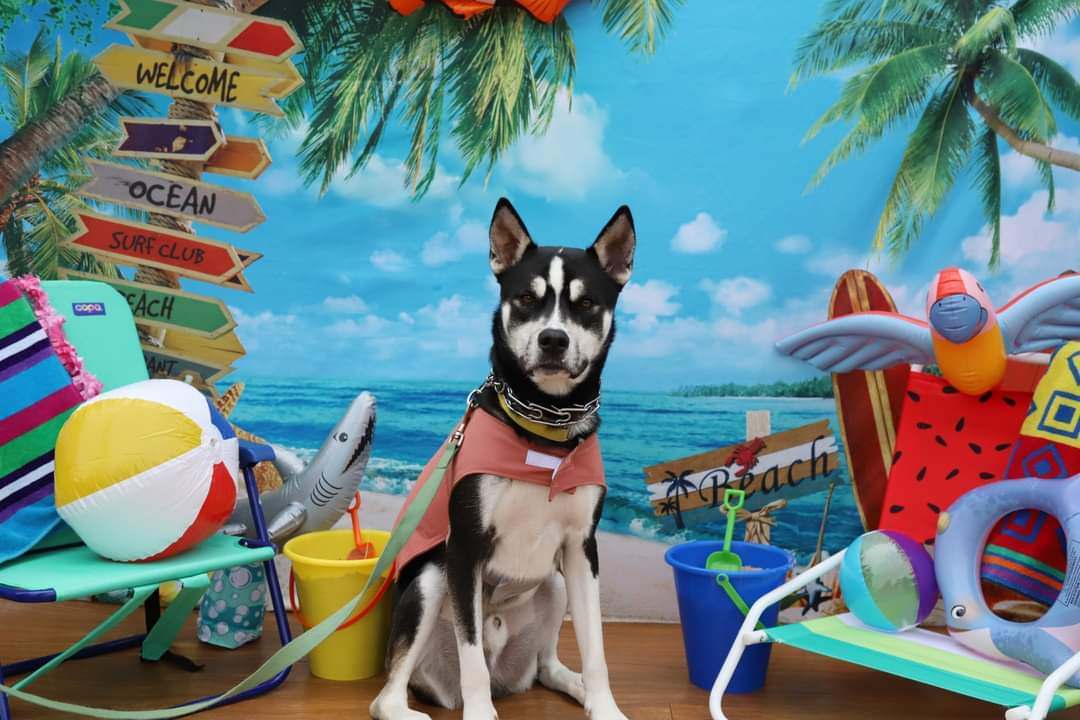 Olly, a Adoptable Husky in Racine, WI image 3/6
