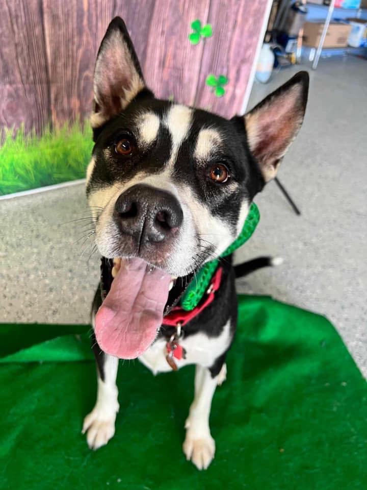 Olly, Adoptable, Adult Male Husky.