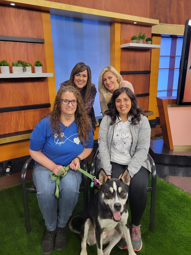 Olly, a Adoptable Husky in Racine, WI image 4/6