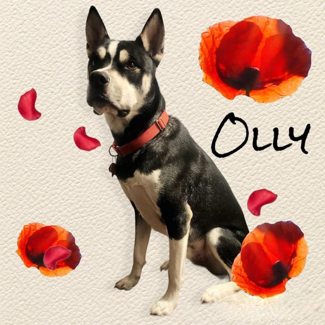 Olly, a Adoptable Husky in Racine, WI image 5/6