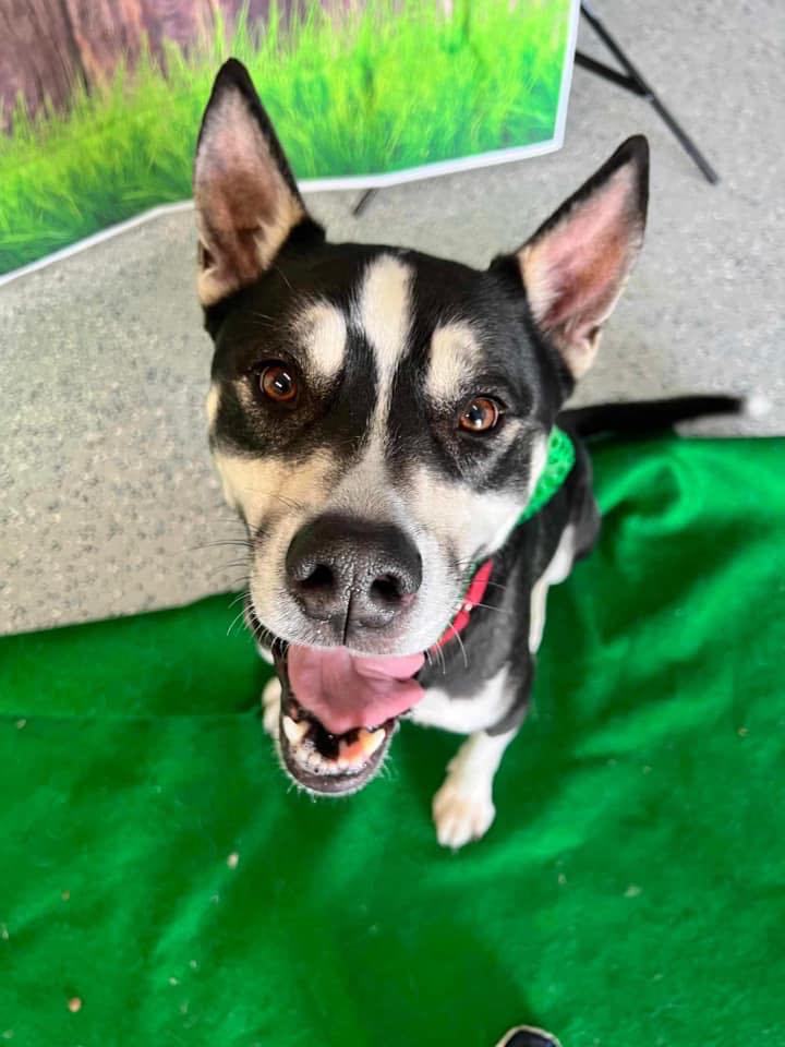 Olly, a Adoptable Husky in Racine, WI image 6/6
