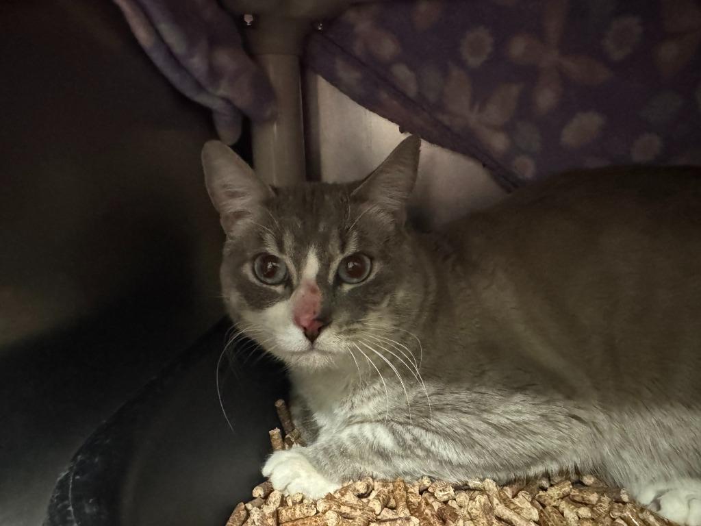 Bumble, Adoptable, Adult Male Domestic Short Hair.