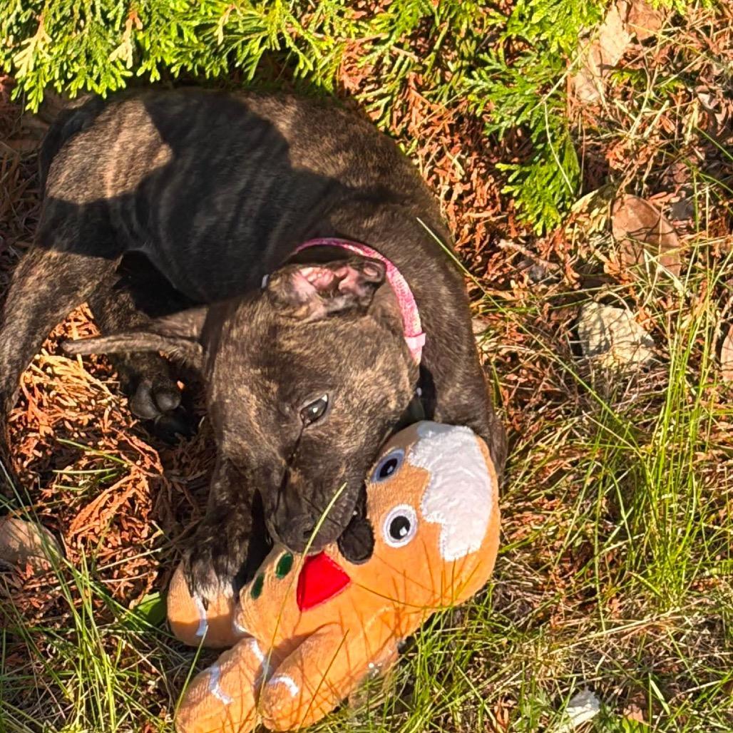 Chanterelle, a Adoptable mixed breed in Brainerd, MN image 1/4