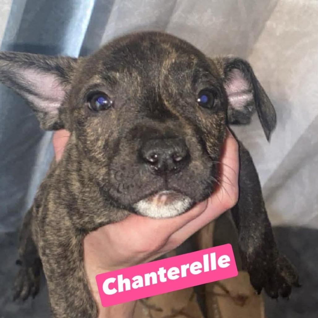 Chanterelle, a Adoptable mixed breed in Brainerd, MN image 2/4