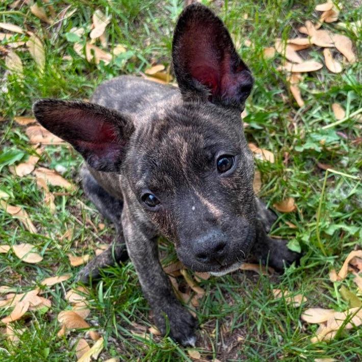 Chanterelle, a Adoptable mixed breed in Brainerd, MN image 3/4