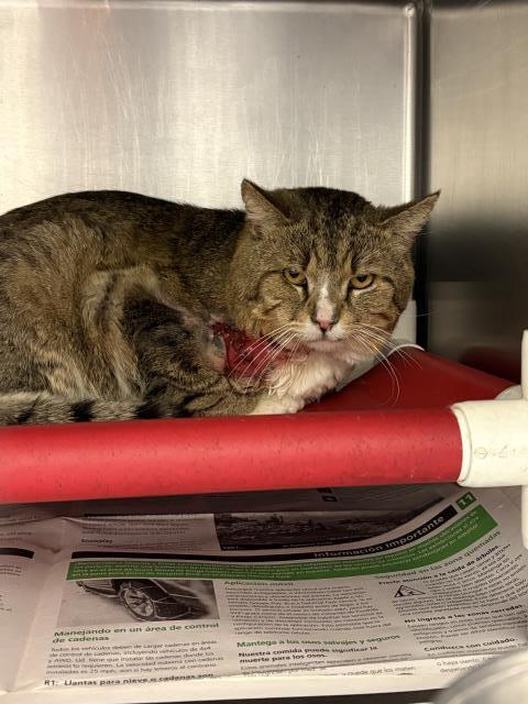 A253300, Adoptable, Young Male Domestic Short Hair & Domestic Short Hair.