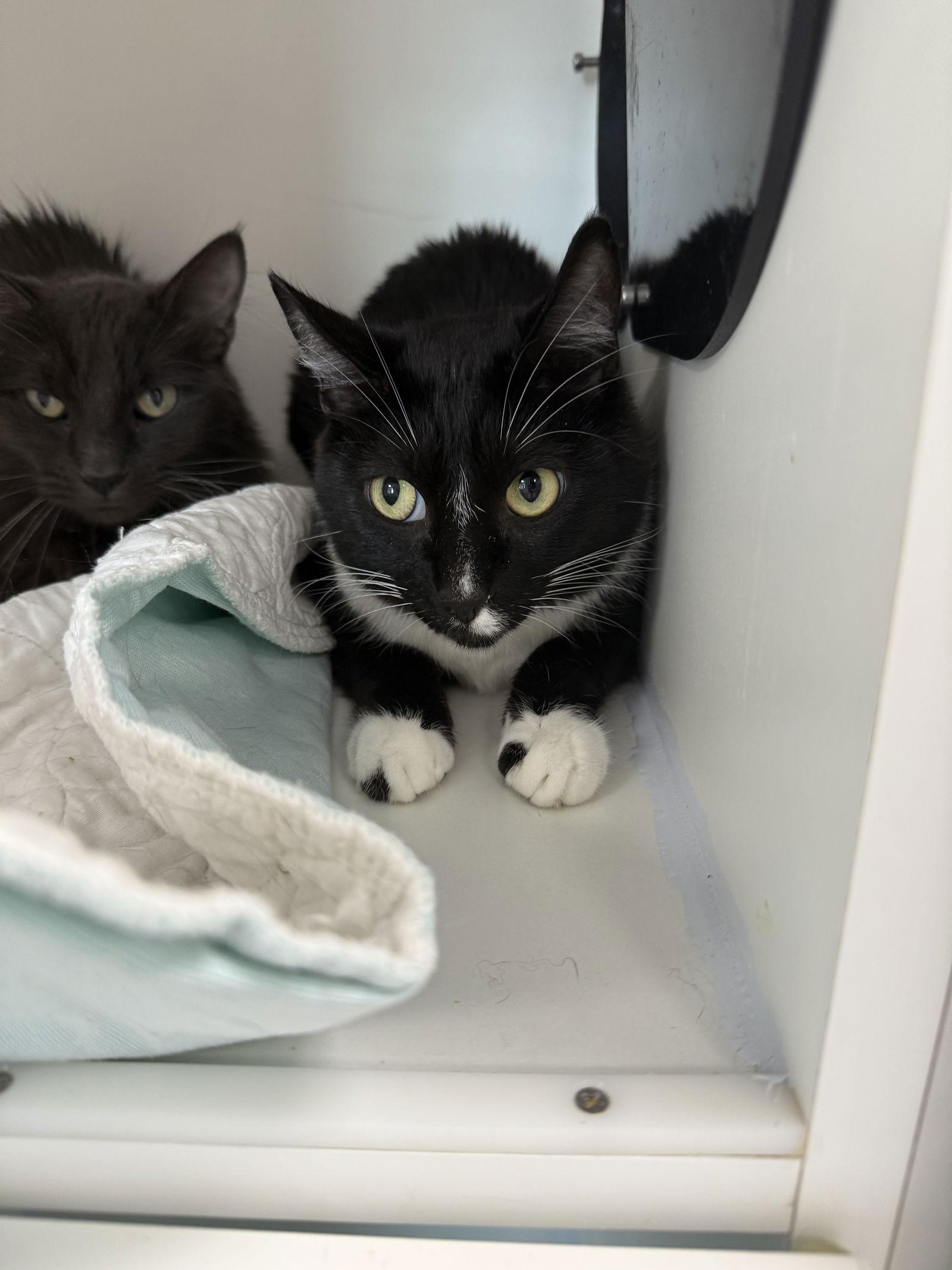 Jack Be Nimble, Adoptable, Adult Male Domestic Short Hair.