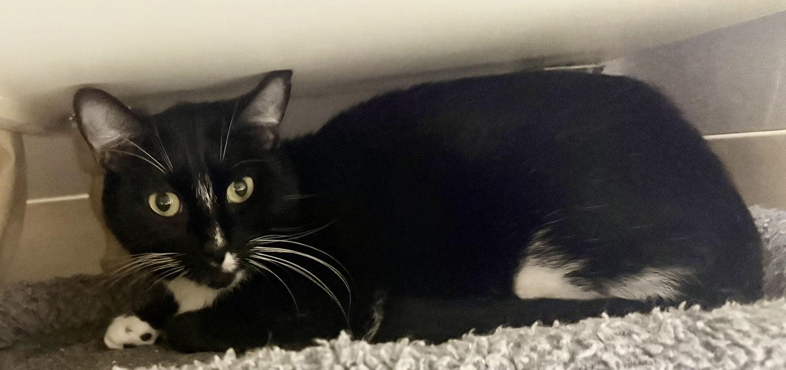 Enlarge Jack Be Nimble, a Adoptable Domestic Short Hair in Satellite Beach, FL image 2/2