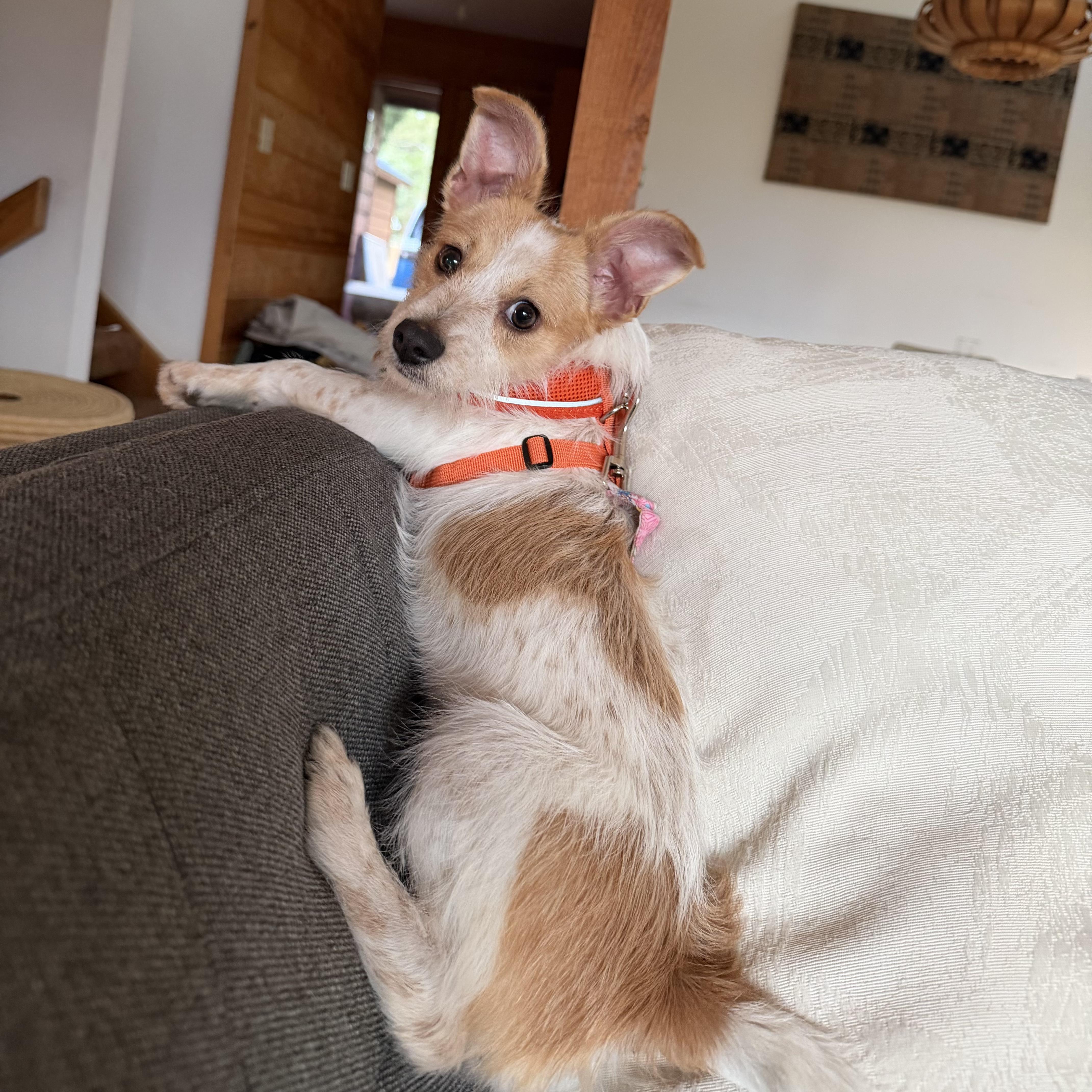Enlarge Peaches, an adopted mixed breed in Boulder, CO image 4/6