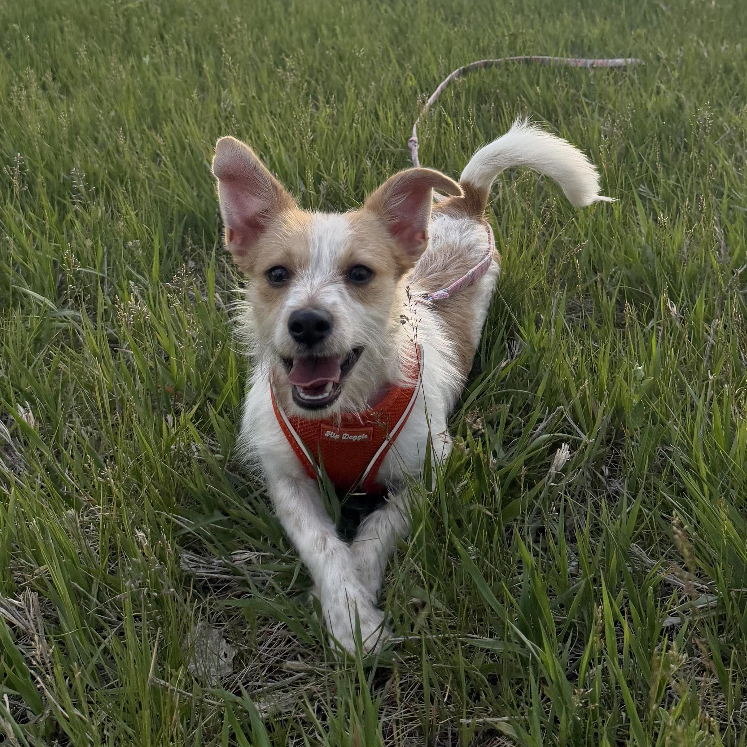 Enlarge Peaches, an adopted mixed breed in Boulder, CO image 5/6