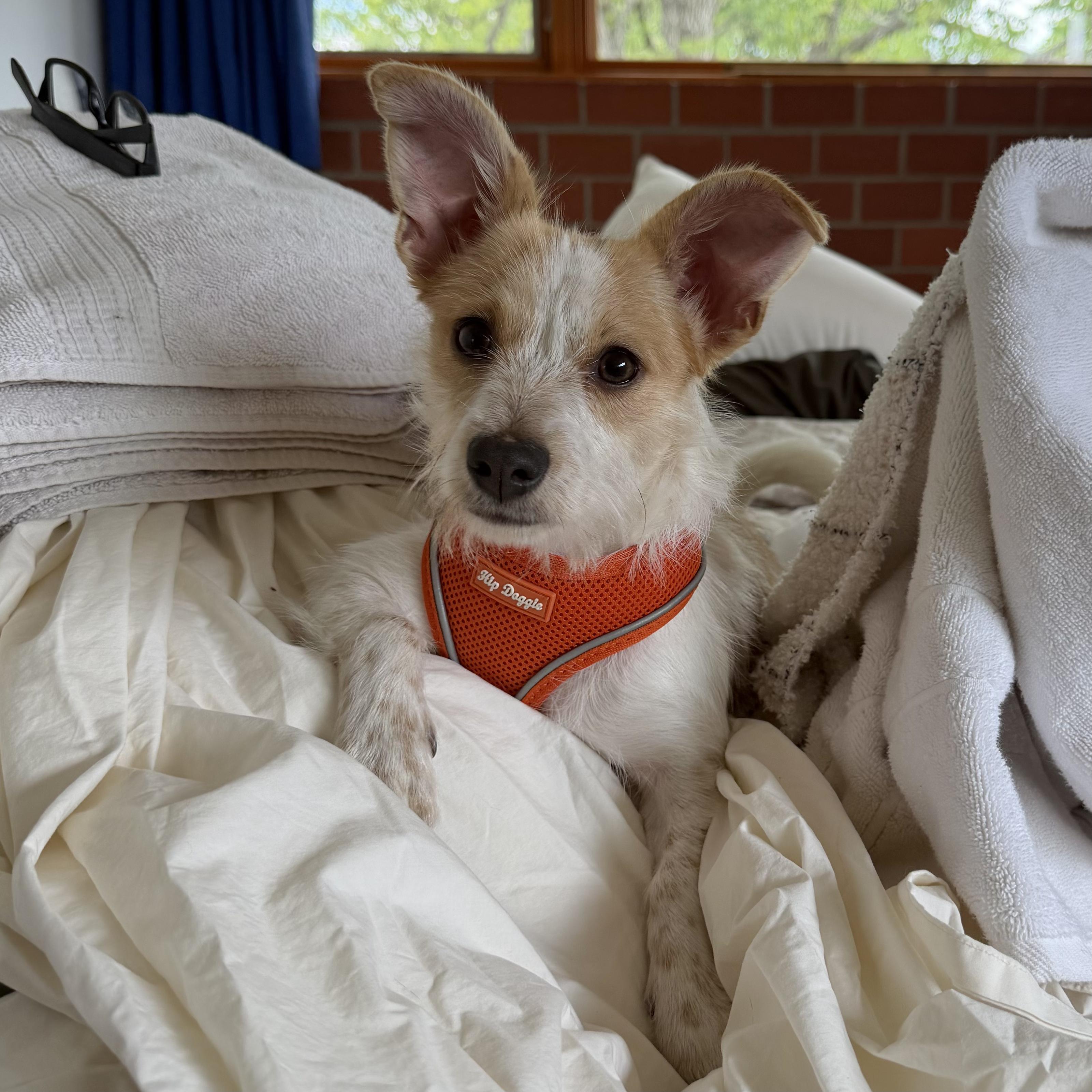 Enlarge Peaches, an adopted mixed breed in Boulder, CO image 2/6