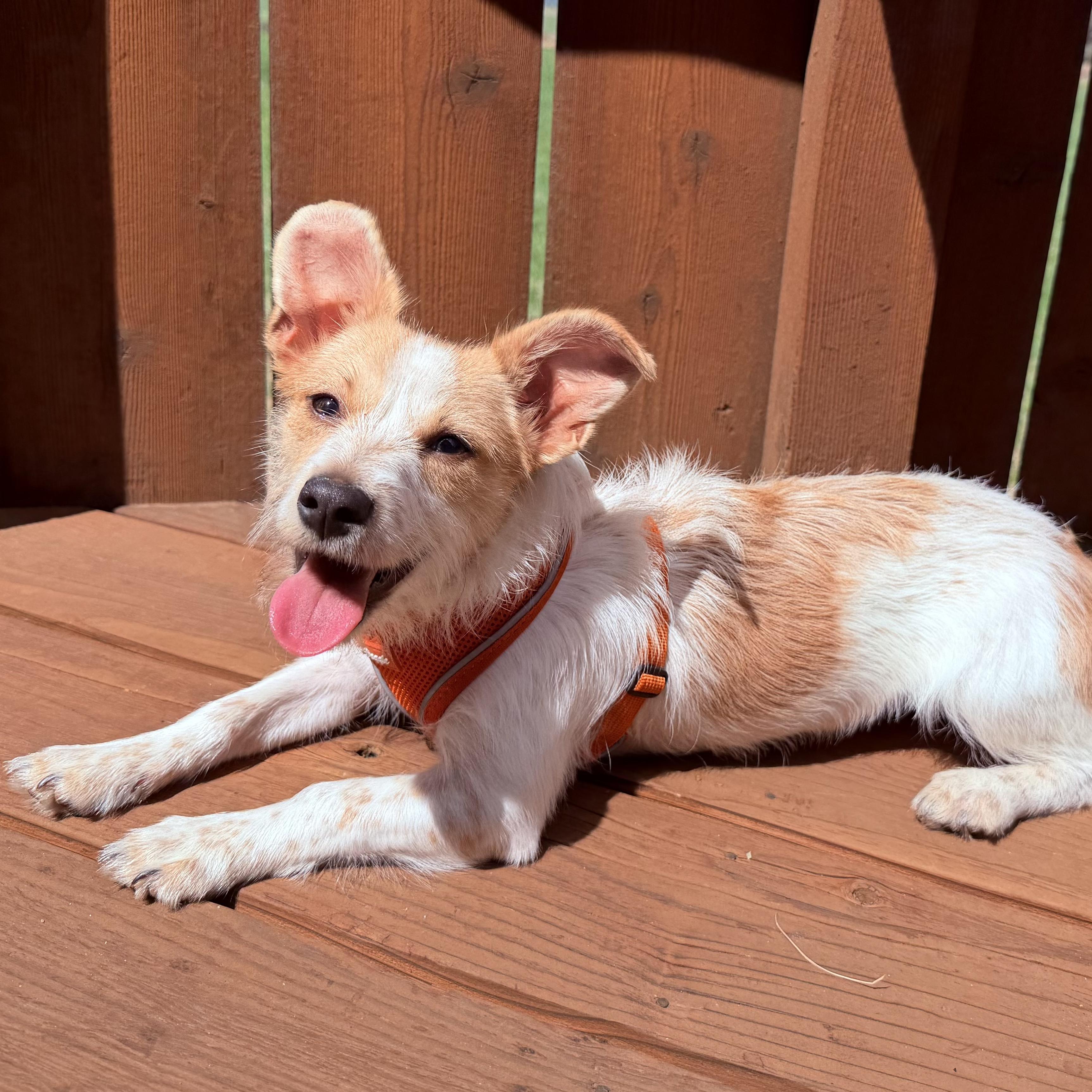 Enlarge Peaches, an adopted mixed breed in Boulder, CO image 1/6