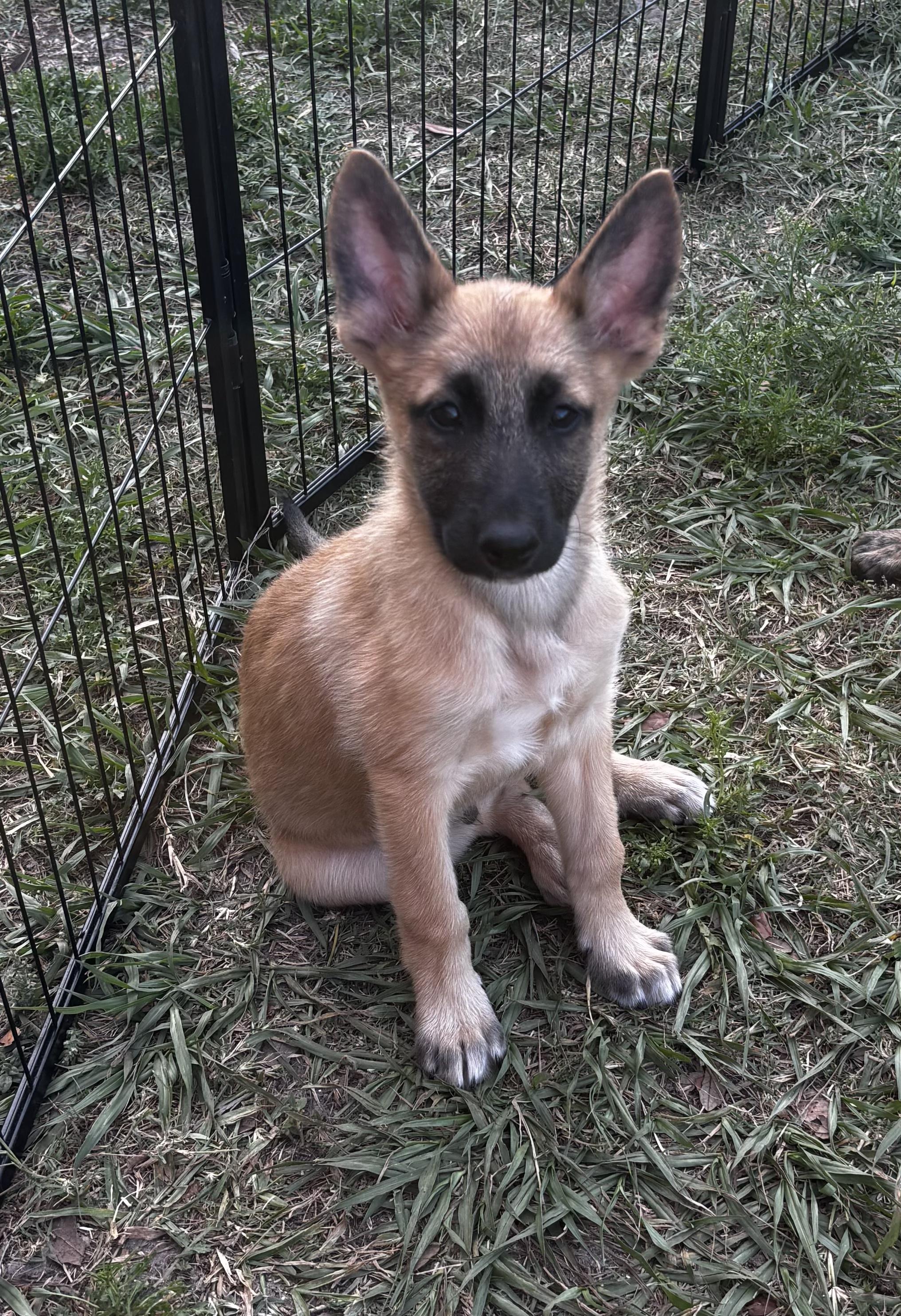 Elvis, ADOPTABLE, Puppy Male German Shepherd Dog & Belgian Shepherd / Malinois.