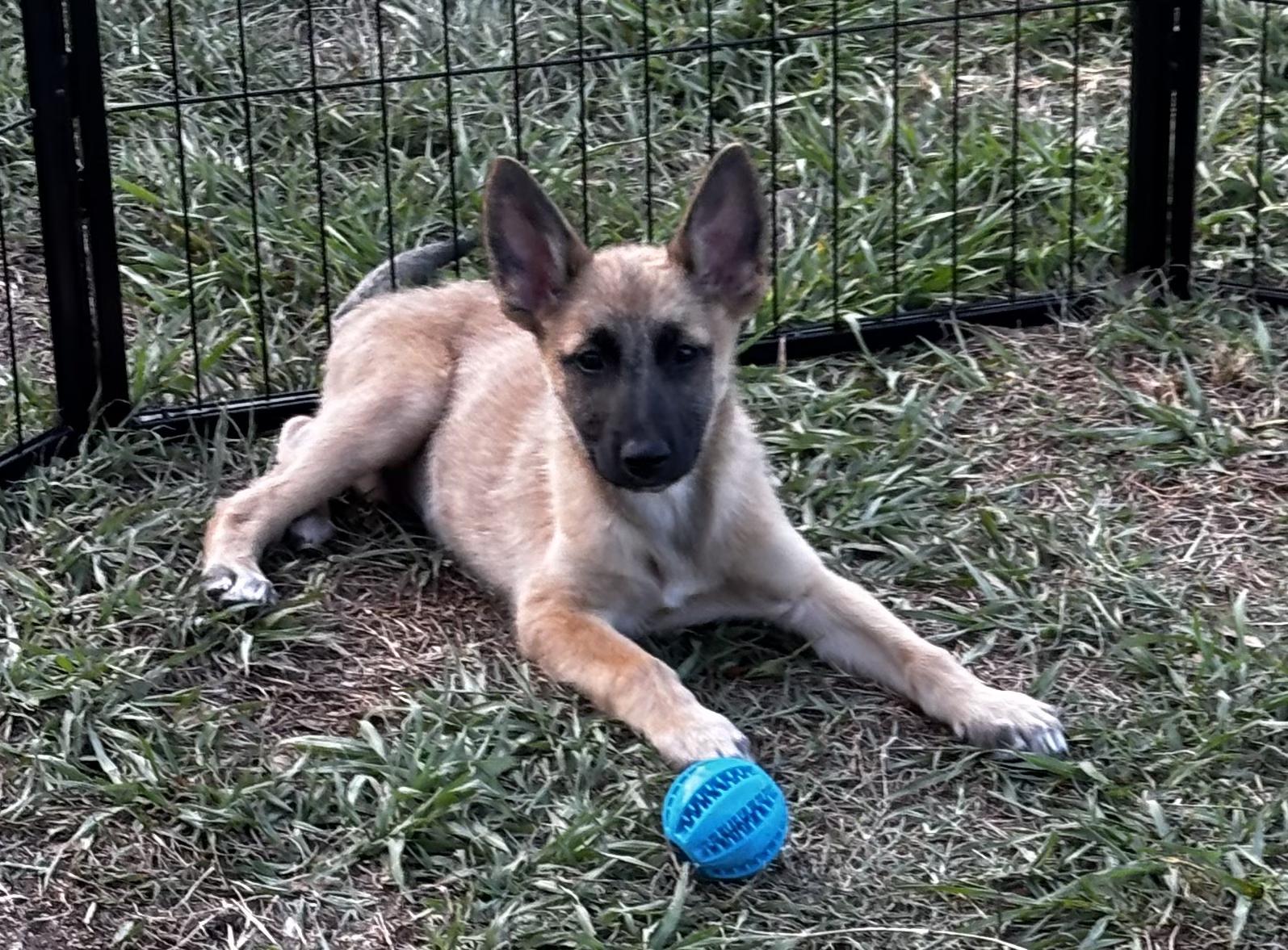 Enlarge Elvis, a ADOPTABLE mixed breed in Clermont, FL image 2/2