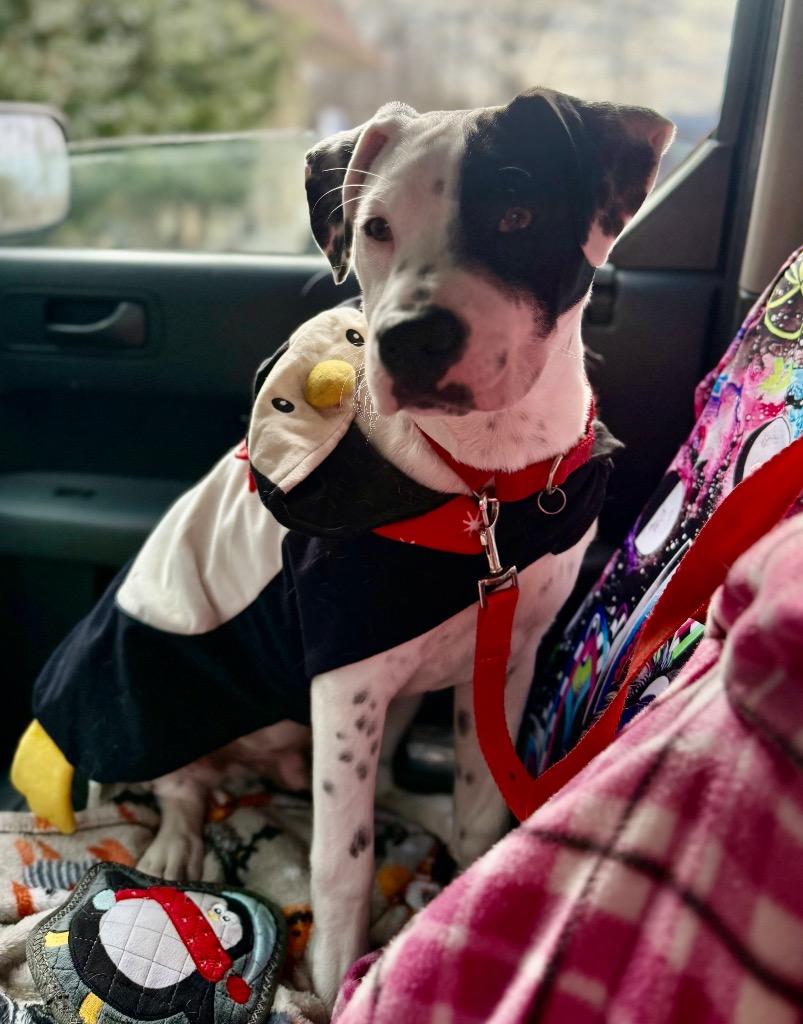 Koda, Adopted, Young Male Dalmatian & Mixed Breed.