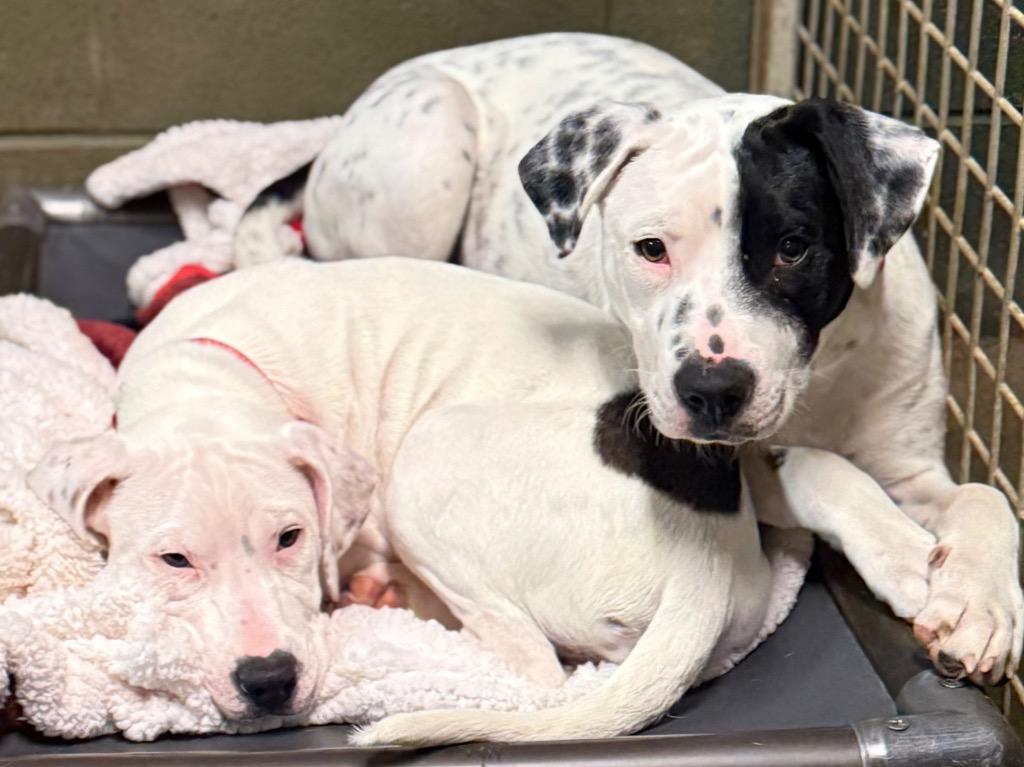 Enlarge Koda, a Adopted mixed breed in Crossville, TN image 2/6