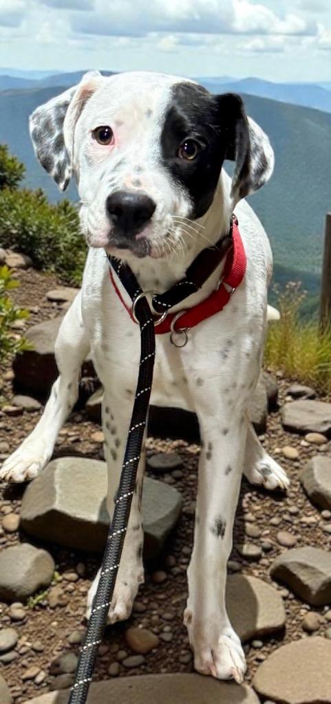 Enlarge Koda, a Adopted mixed breed in Crossville, TN image 3/6