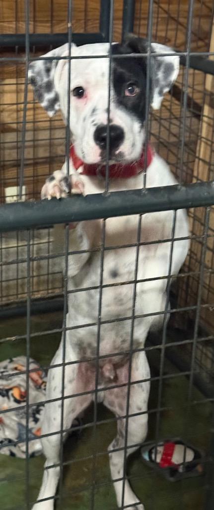 Enlarge Koda, a Adopted mixed breed in Crossville, TN image 4/6