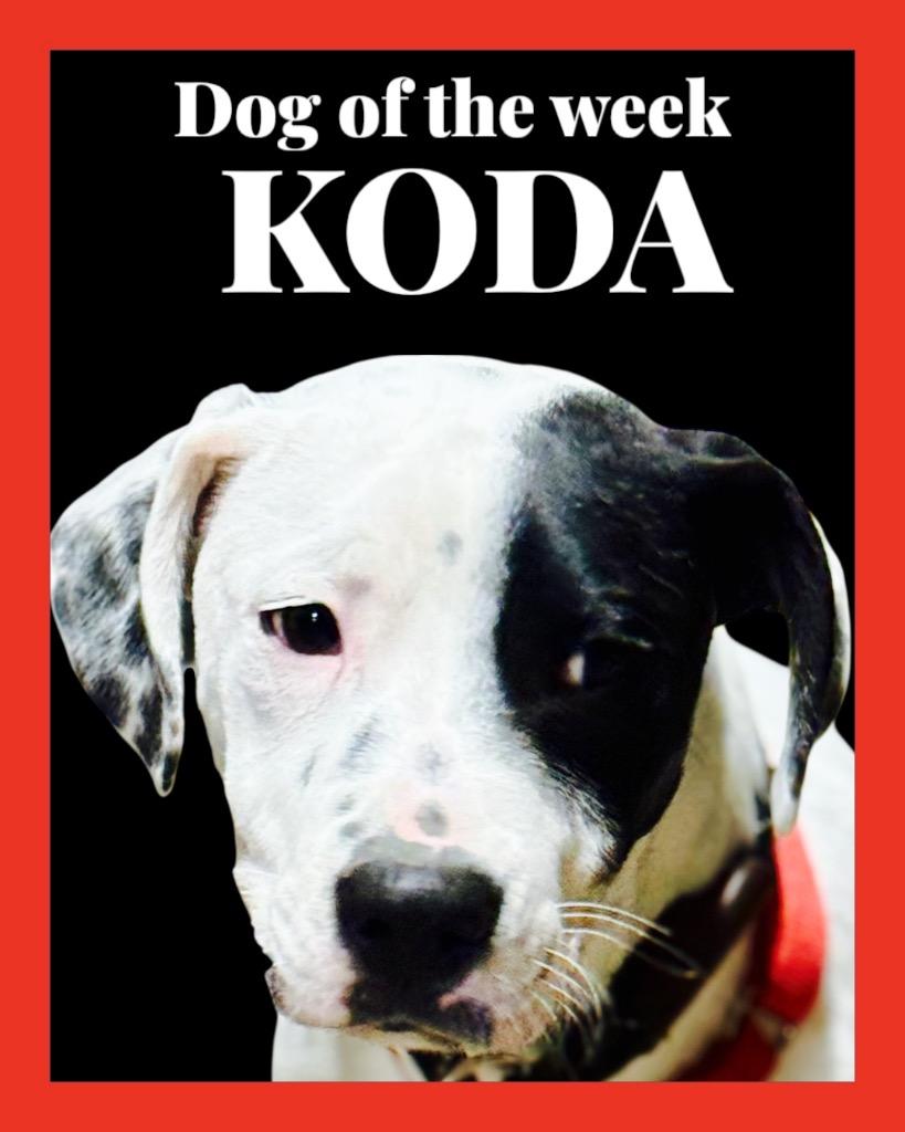 Enlarge Koda, a Adopted mixed breed in Crossville, TN image 5/6