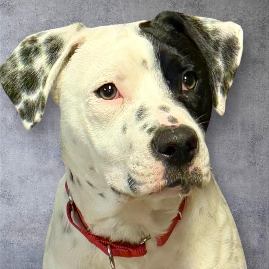 Enlarge Koda, a Adopted mixed breed in Crossville, TN image 6/6