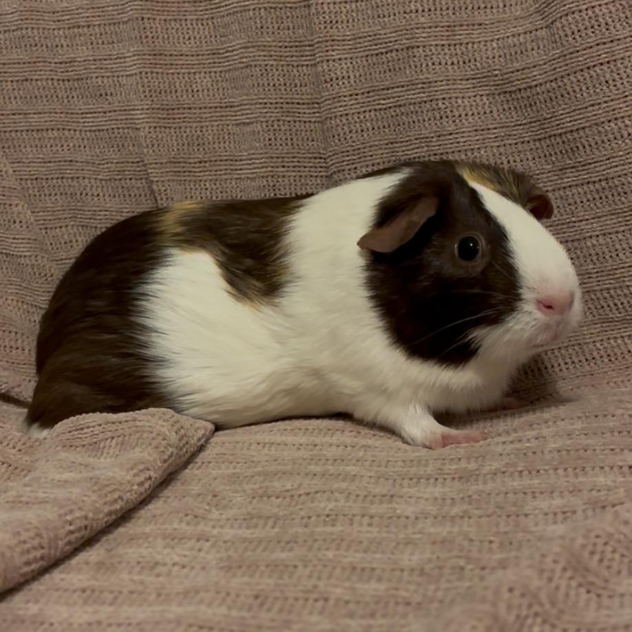 Smore, Adoptable, Adult Female Guinea Pig.