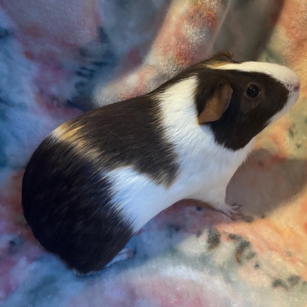 Enlarge Smore, a Adoptable Guinea Pig in Greenfield, IN image 2/2