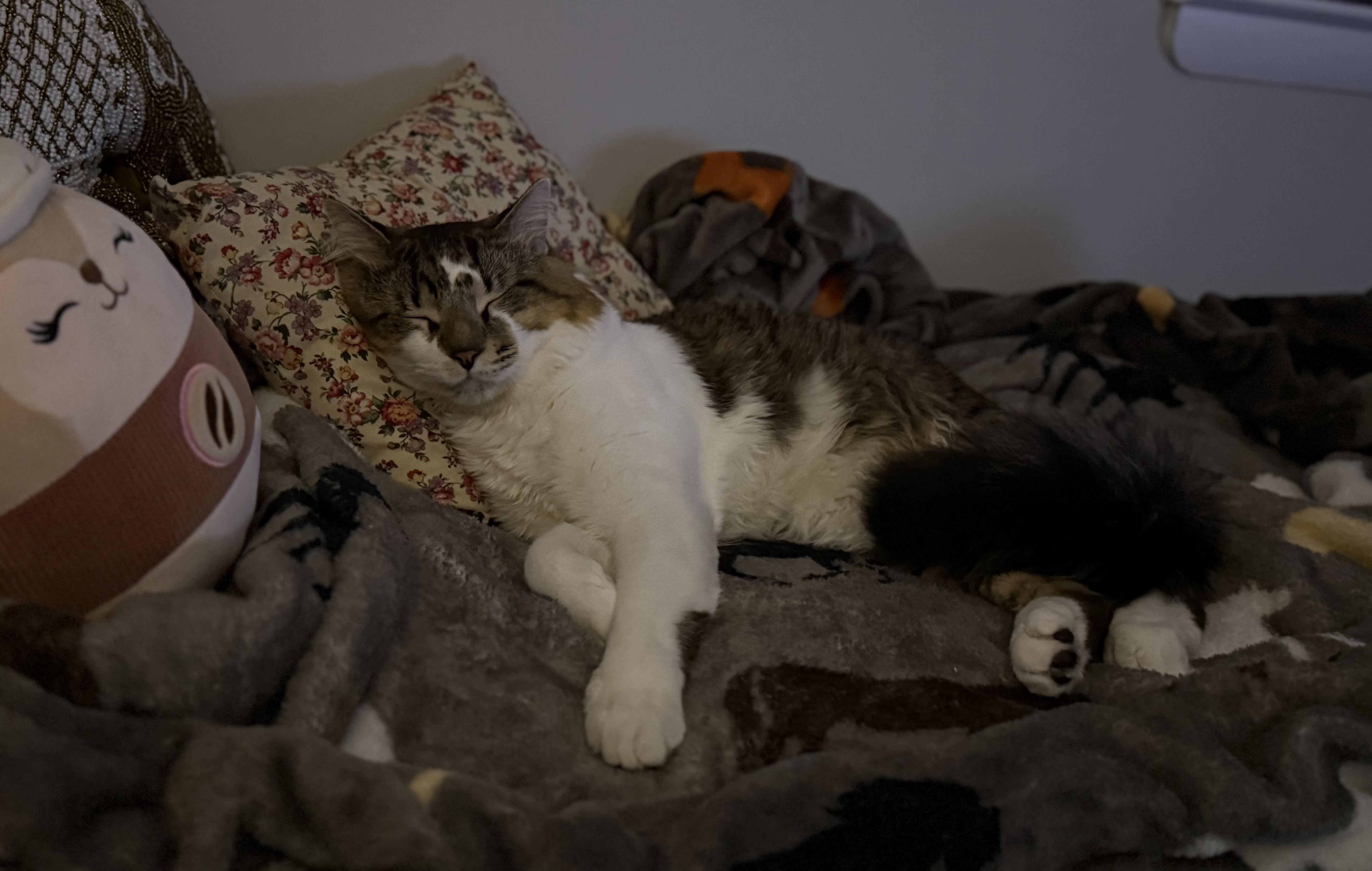 Kirby, adopted, Young Male Maine Coon & Domestic Medium Hair.