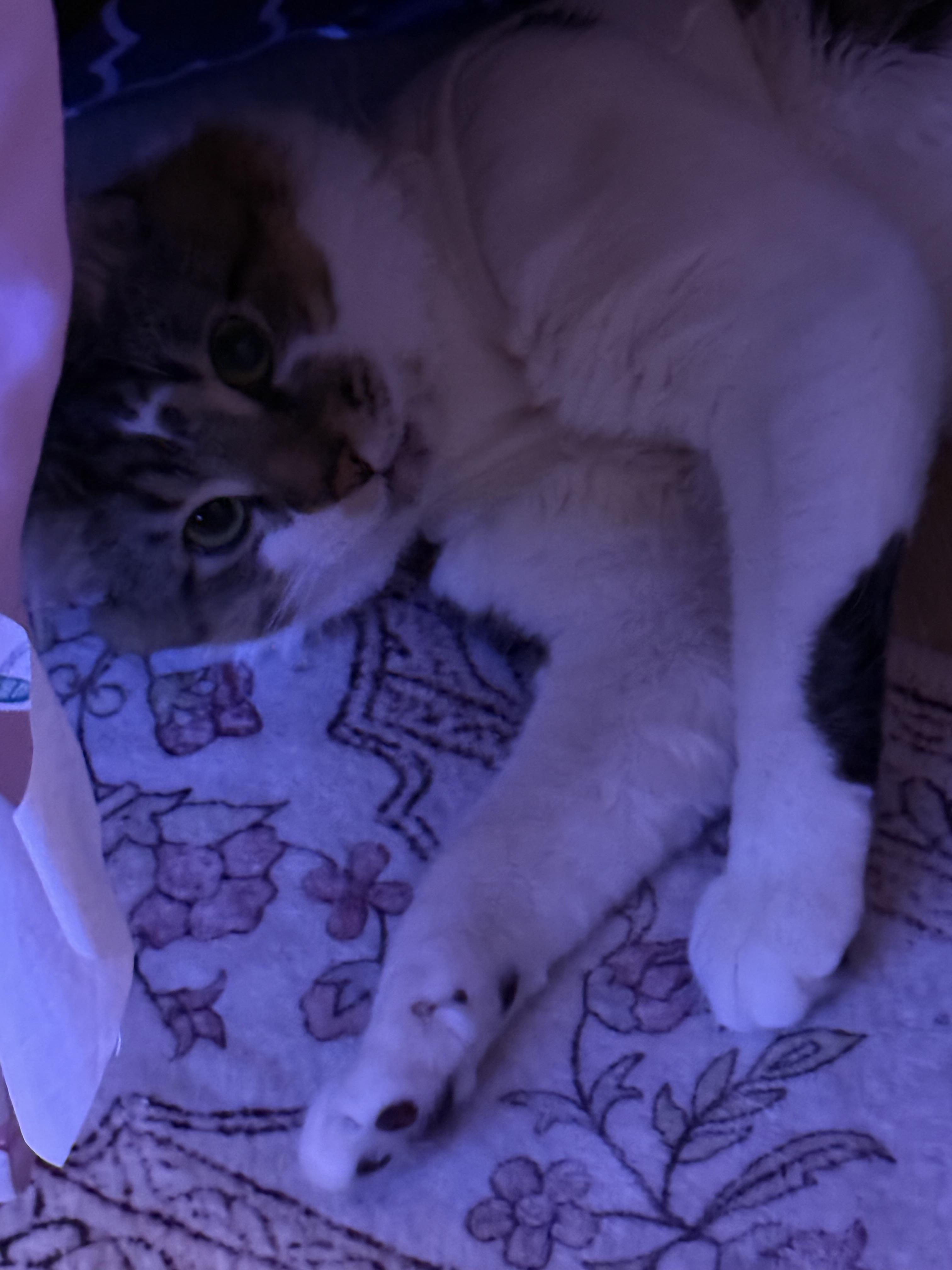 Enlarge Kirby, an adopted mixed breed in Beltsville, MD image 4/4