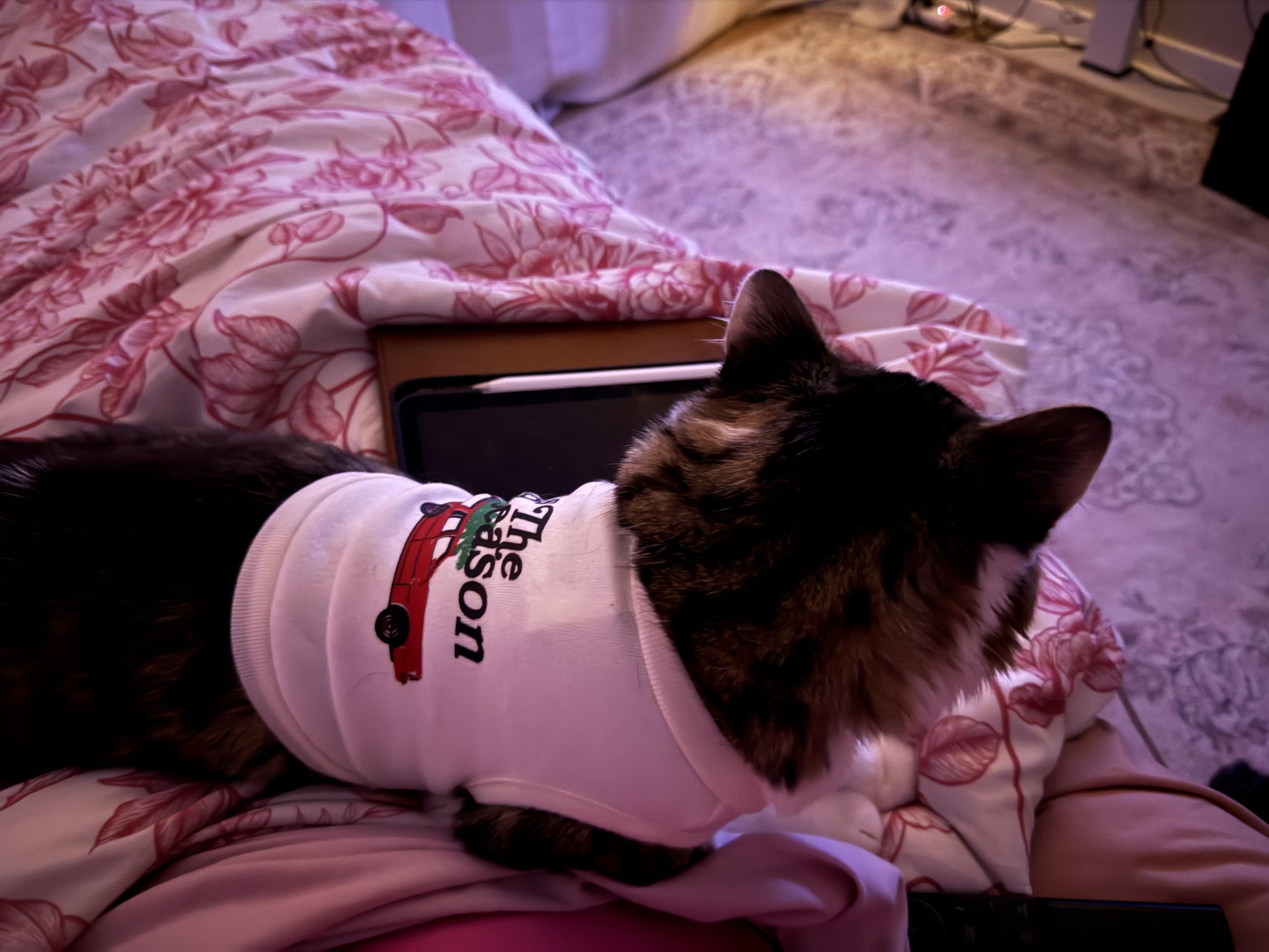 Enlarge Kirby, an adopted mixed breed in Beltsville, MD image 3/4