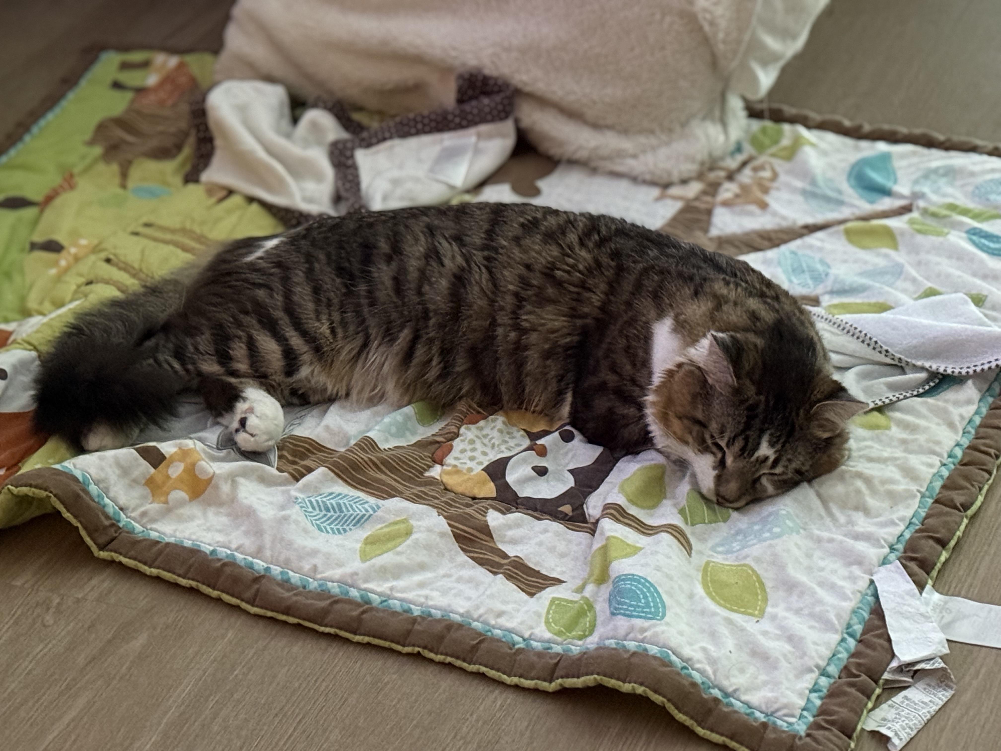 Enlarge Kirby, an adopted mixed breed in Beltsville, MD image 2/4