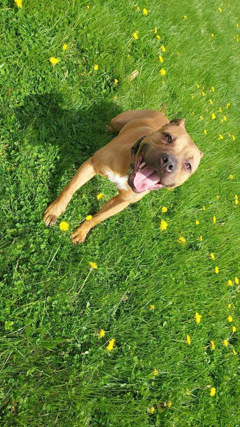 Willow (Foster Needed), an adoptable Pit Bull Terrier in Indianapolis, IN, 46227 | Photo Image 5