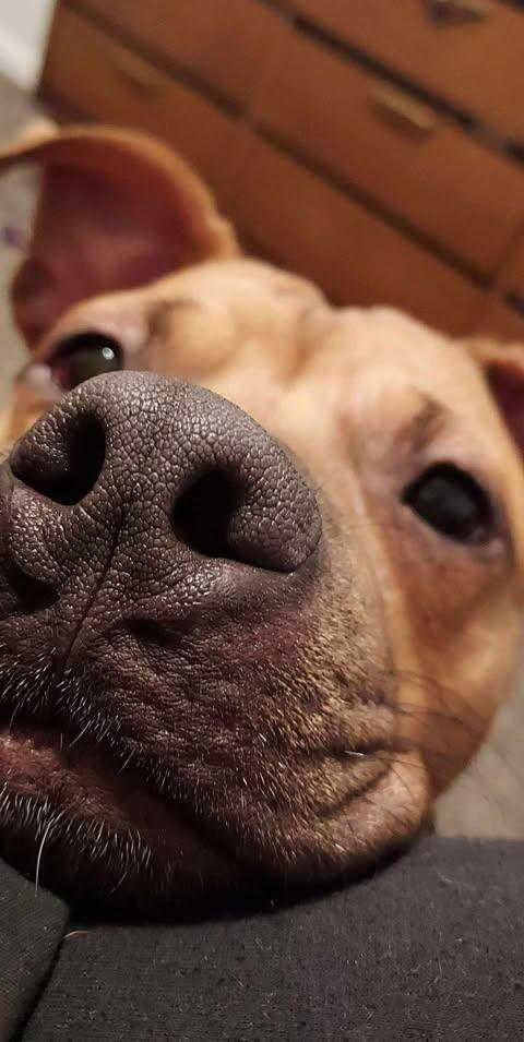 Willow (Foster Needed), an adoptable Pit Bull Terrier in Indianapolis, IN, 46227 | Photo Image 3