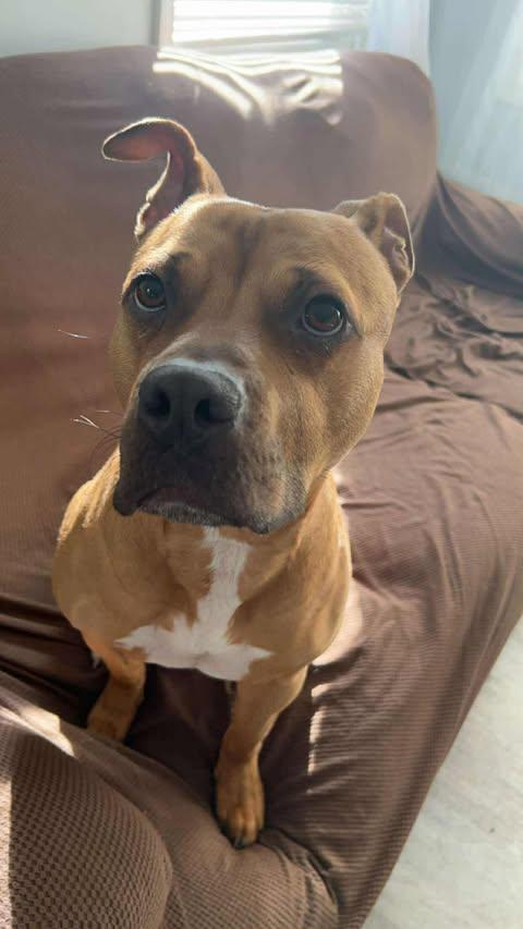 Willow (Foster Needed), an adoptable Pit Bull Terrier in Indianapolis, IN, 46227 | Photo Image 7