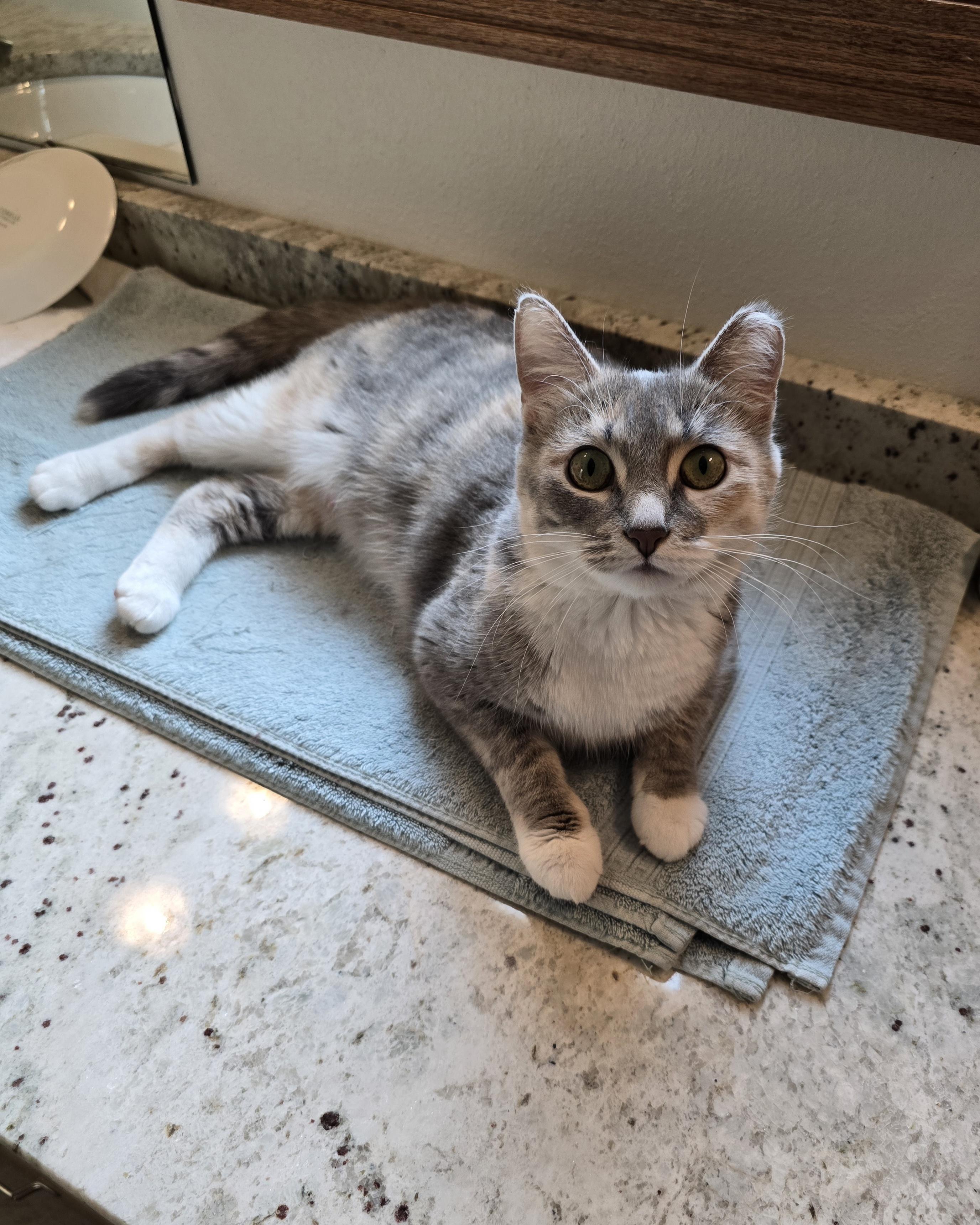Opal, an adoptable Domestic Short Hair in Fargo, ND, 58104 | Photo Image 3