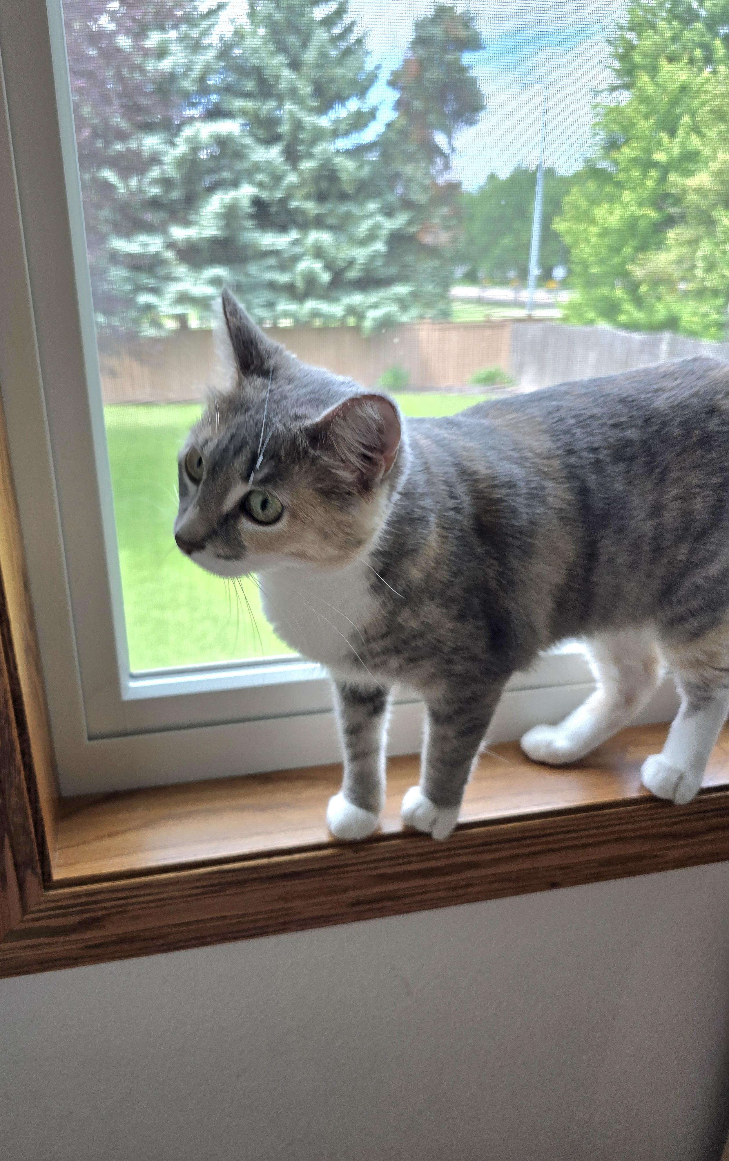 Opal, an adoptable Domestic Short Hair in Fargo, ND, 58104 | Photo Image 2