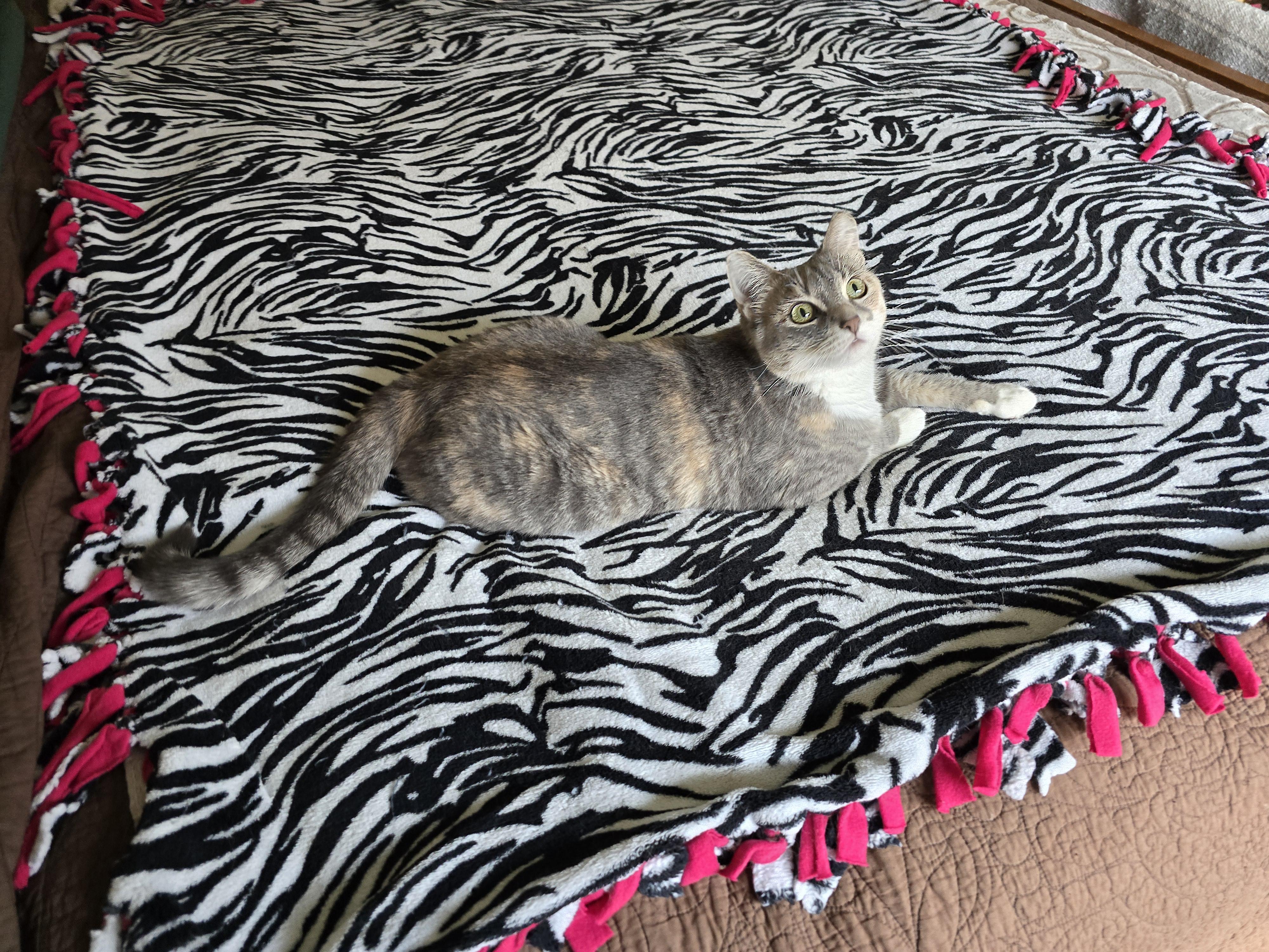 Opal, an adoptable Domestic Short Hair in Fargo, ND, 58104 | Photo Image 1