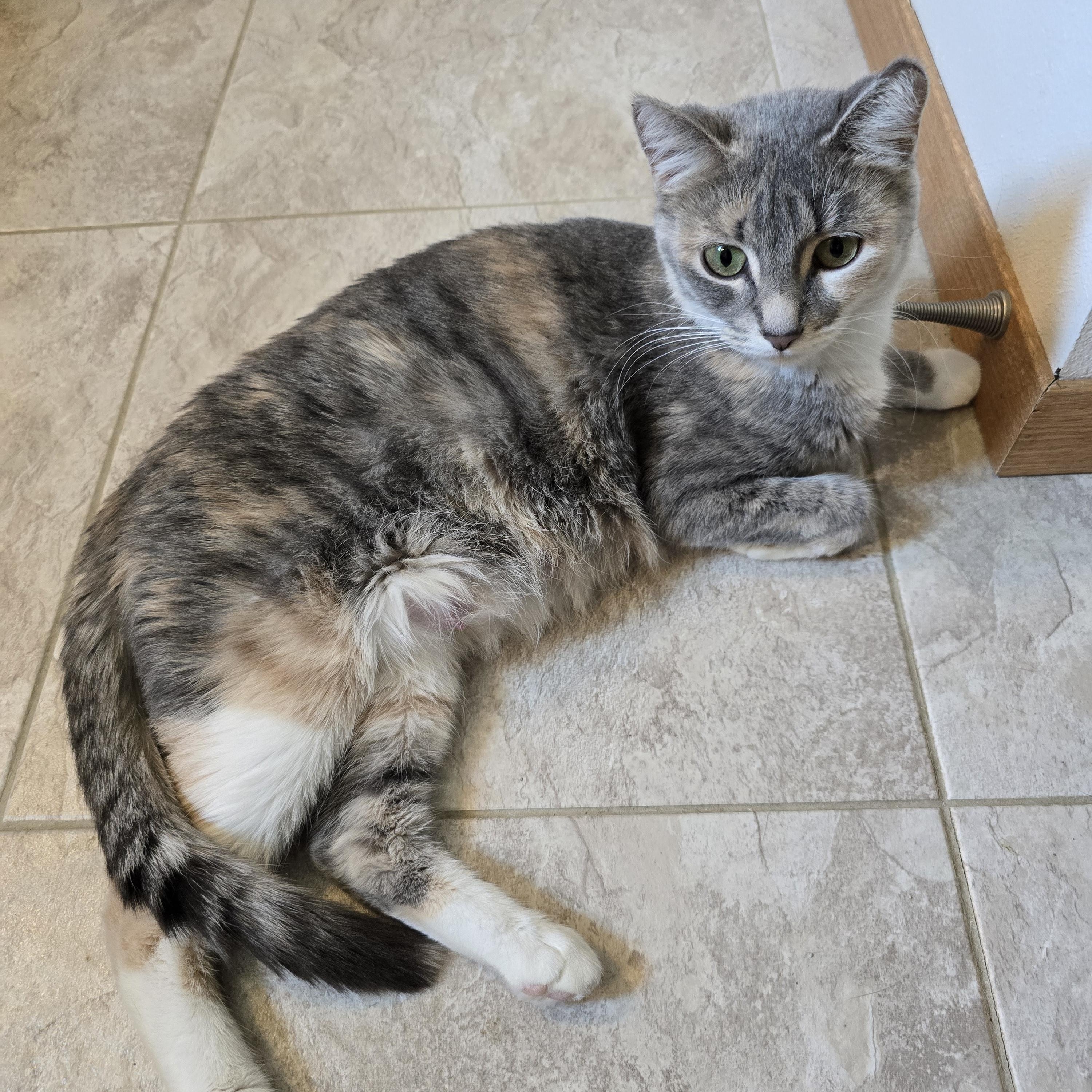 Opal, an adoptable Domestic Short Hair in Fargo, ND, 58104 | Photo Image 4