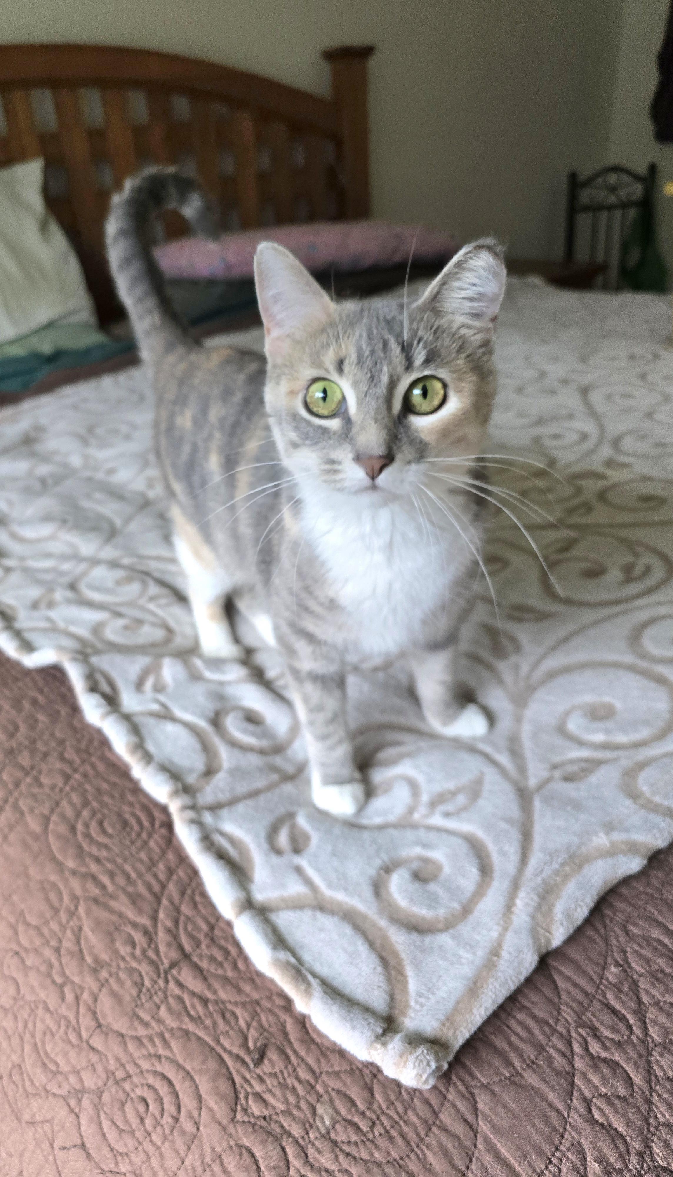 Opal, an adoptable Domestic Short Hair in Fargo, ND, 58104 | Photo Image 1